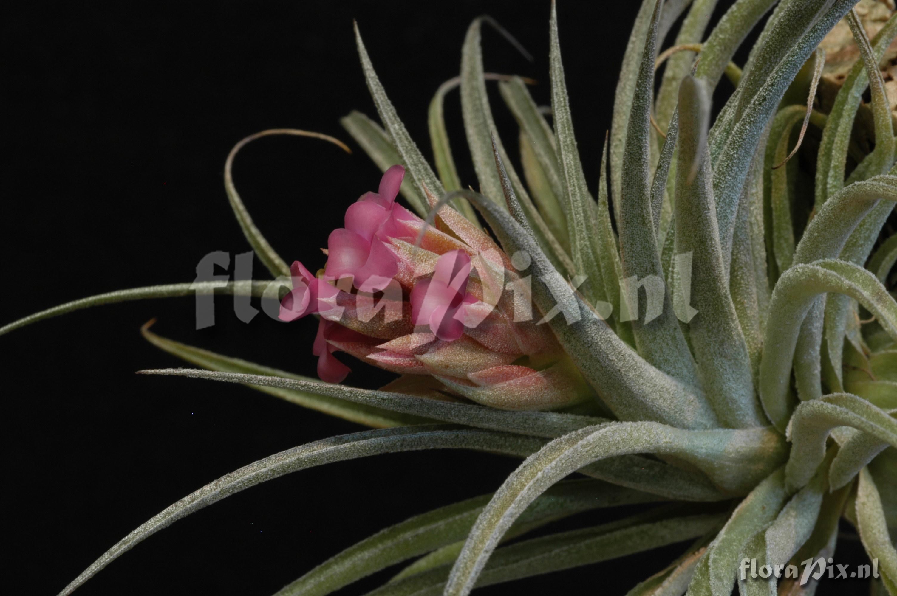 Tillandsia sucrei x