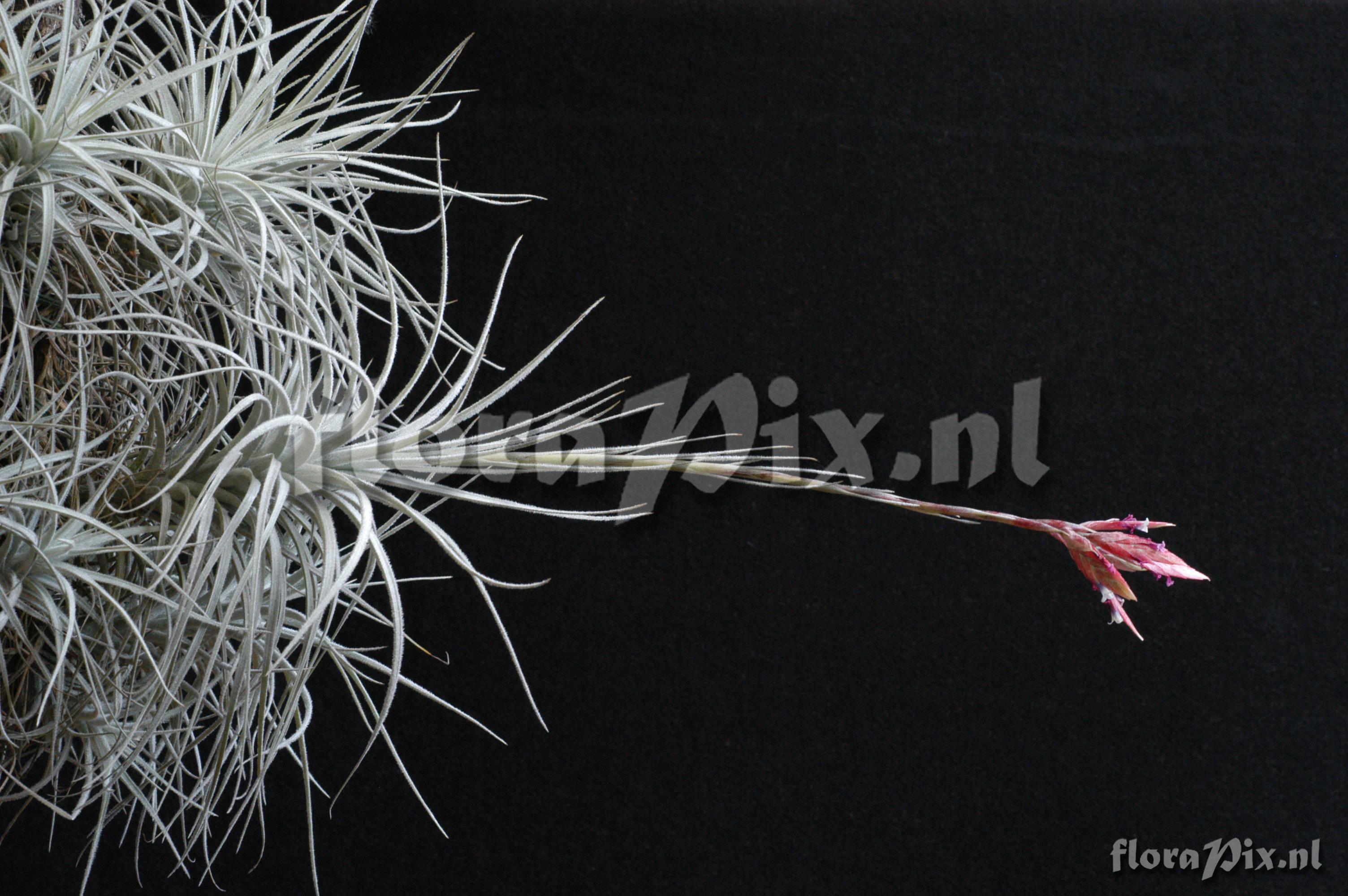 Tillandsia tectorum