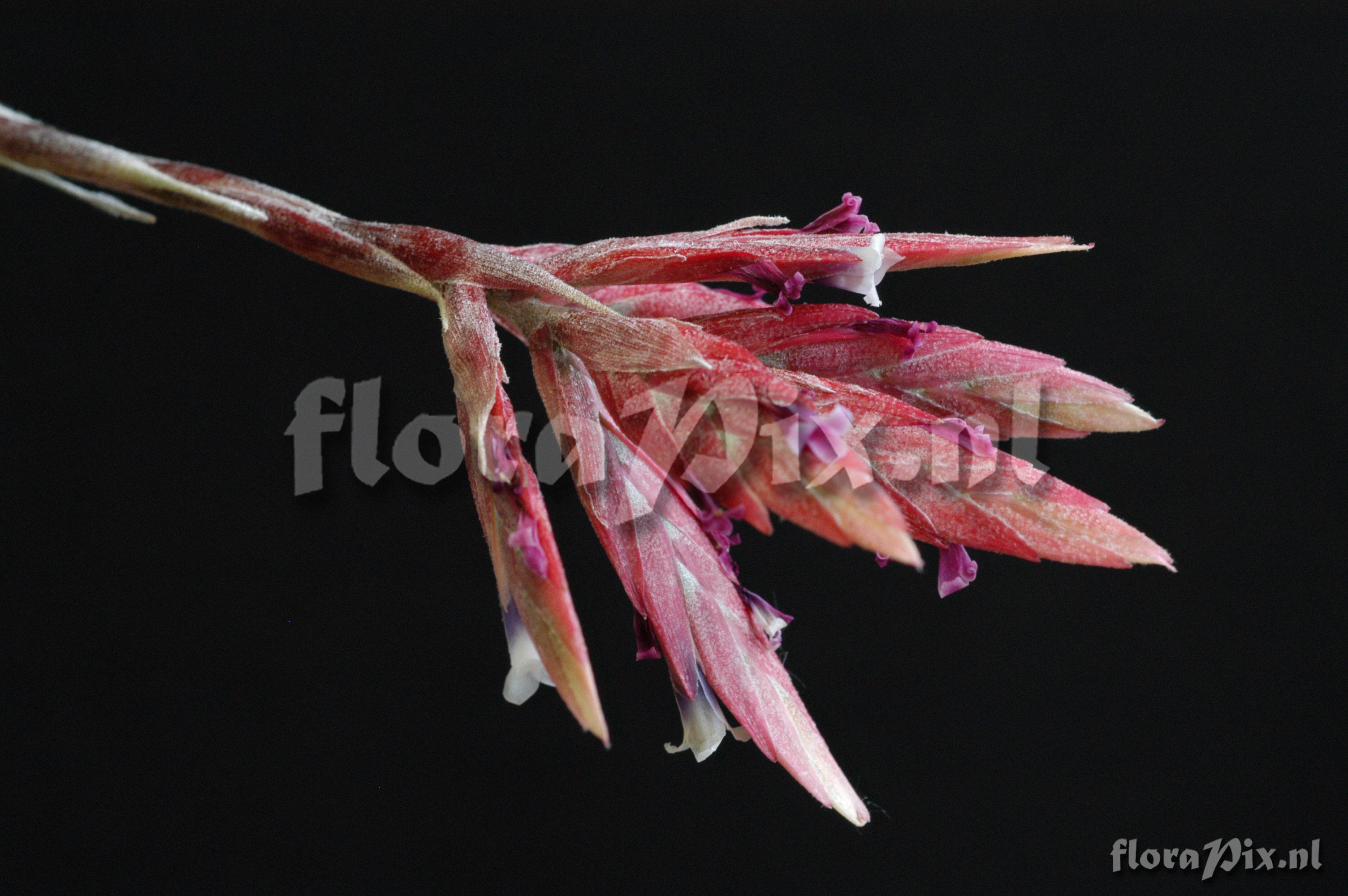 Tillandsia tectorum