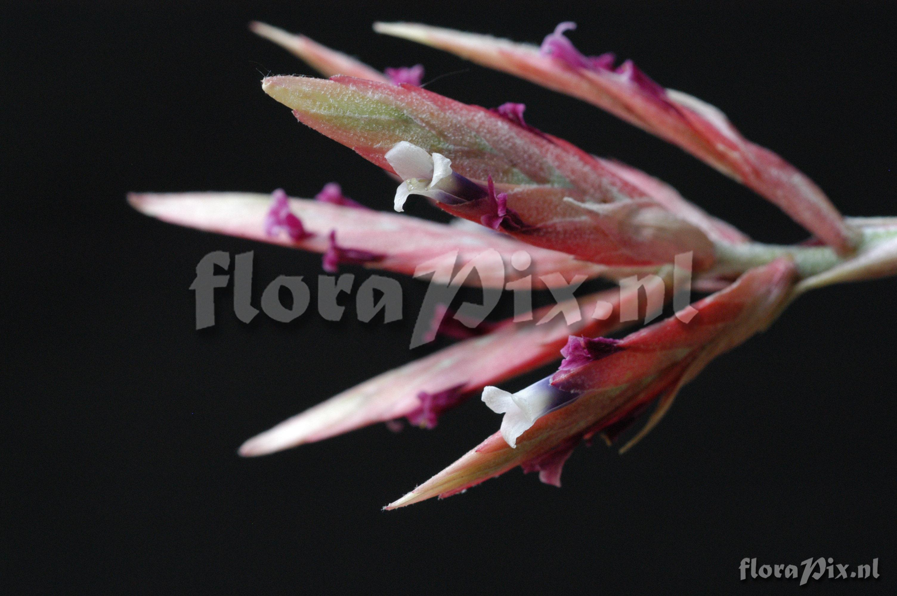 Tillandsia tectorum