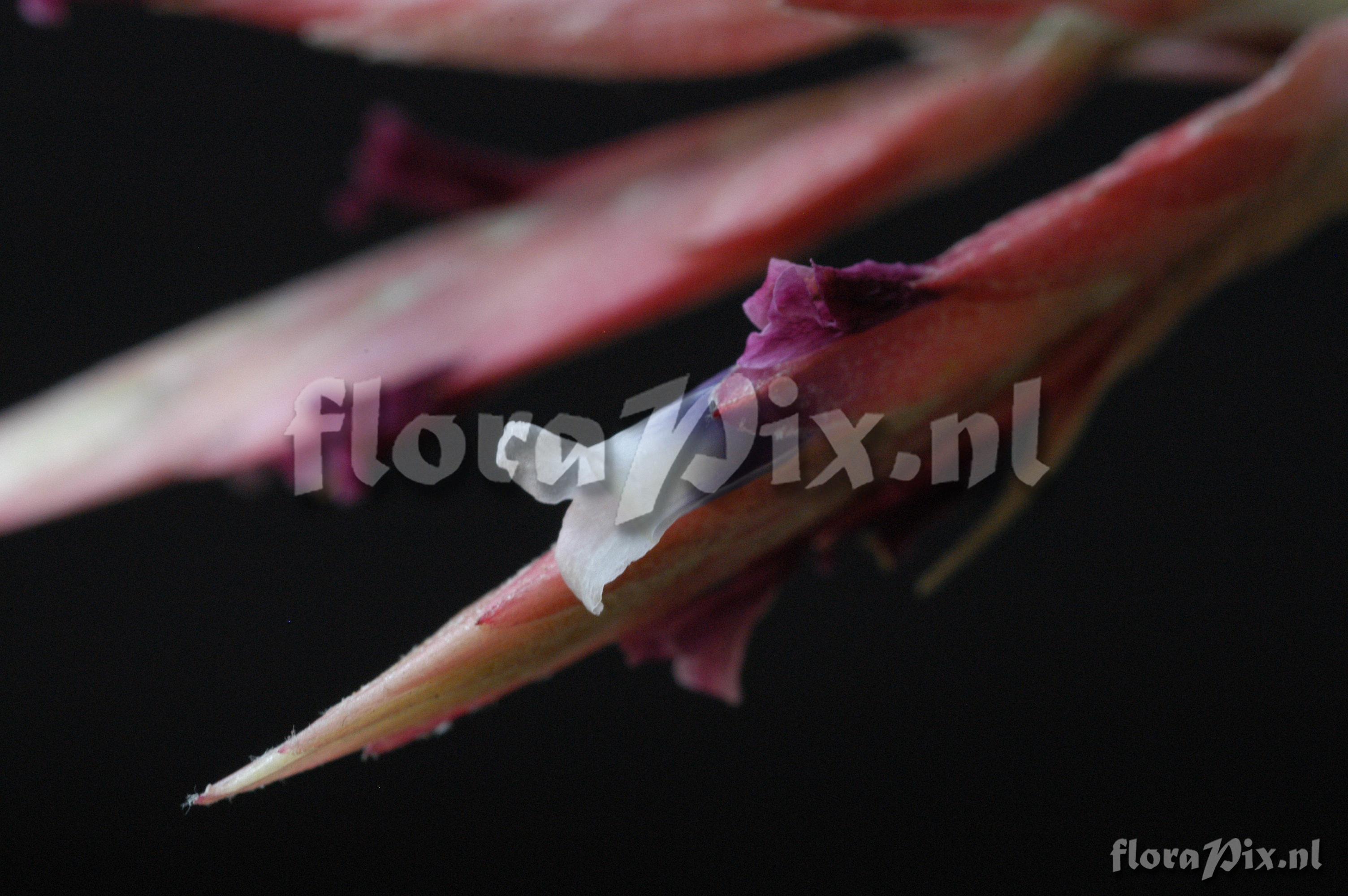 Tillandsia tectorum