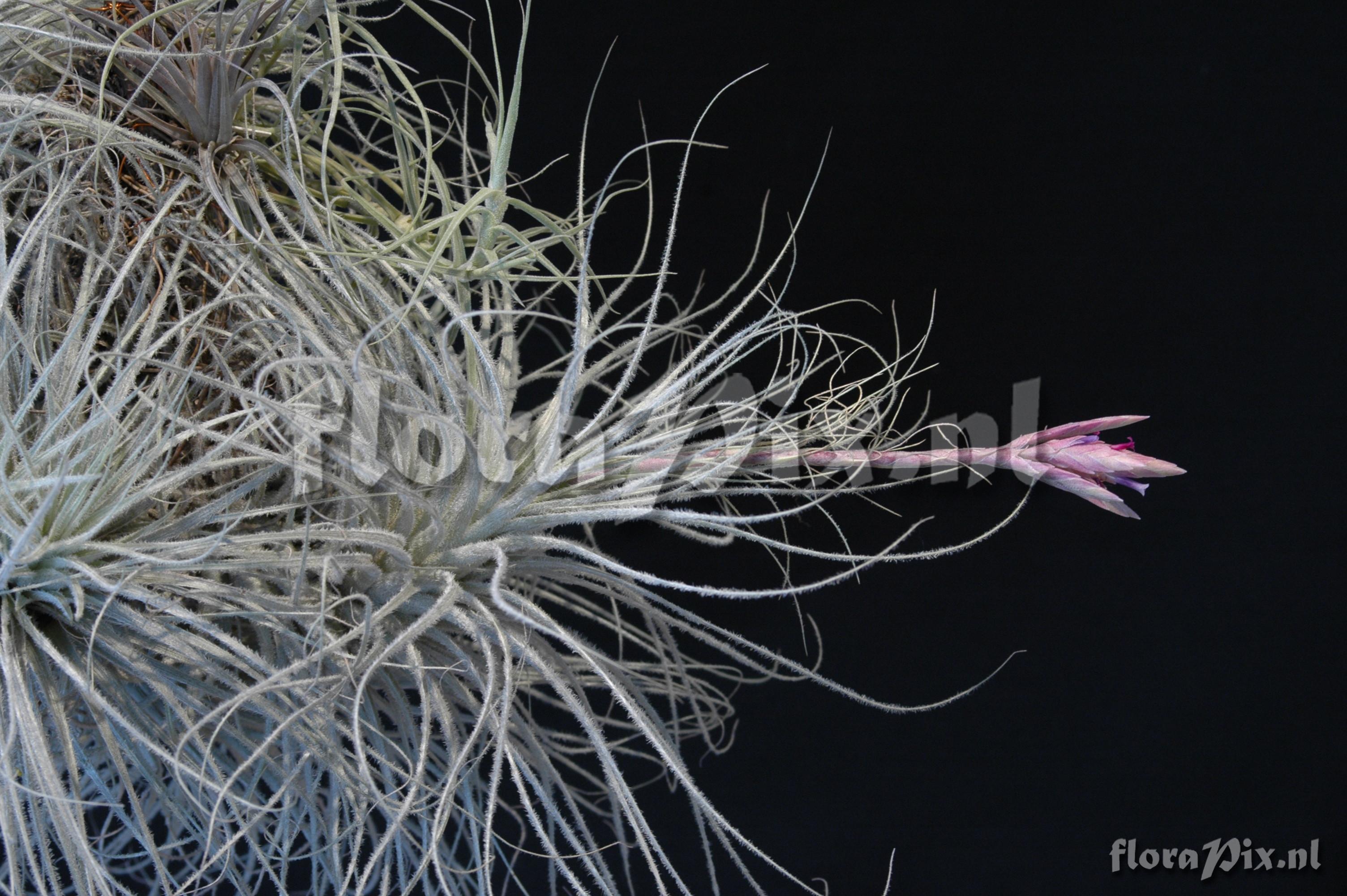 Tillandsia tectorum