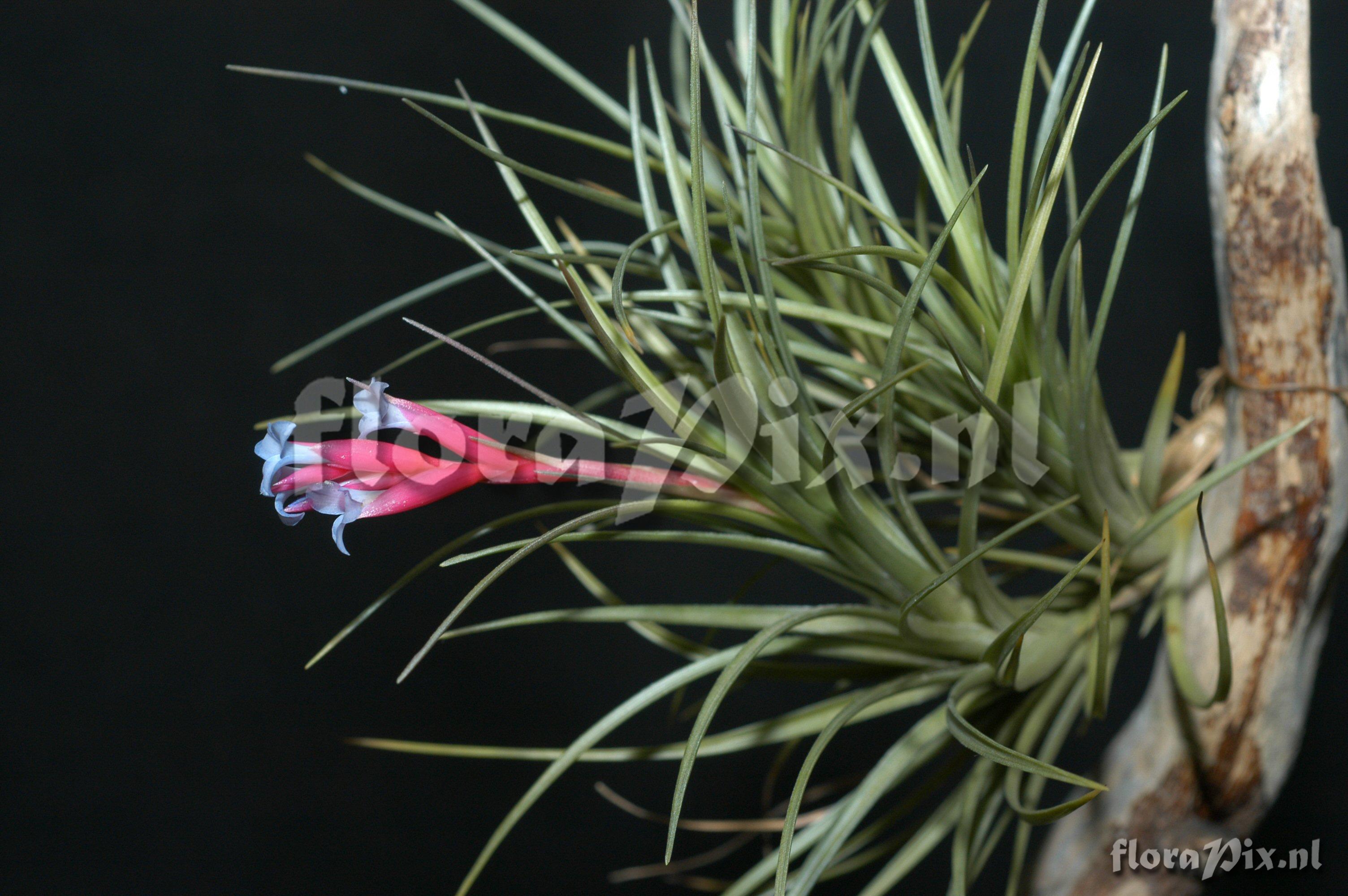 Tillandsia diaguitensis 2001GR01054