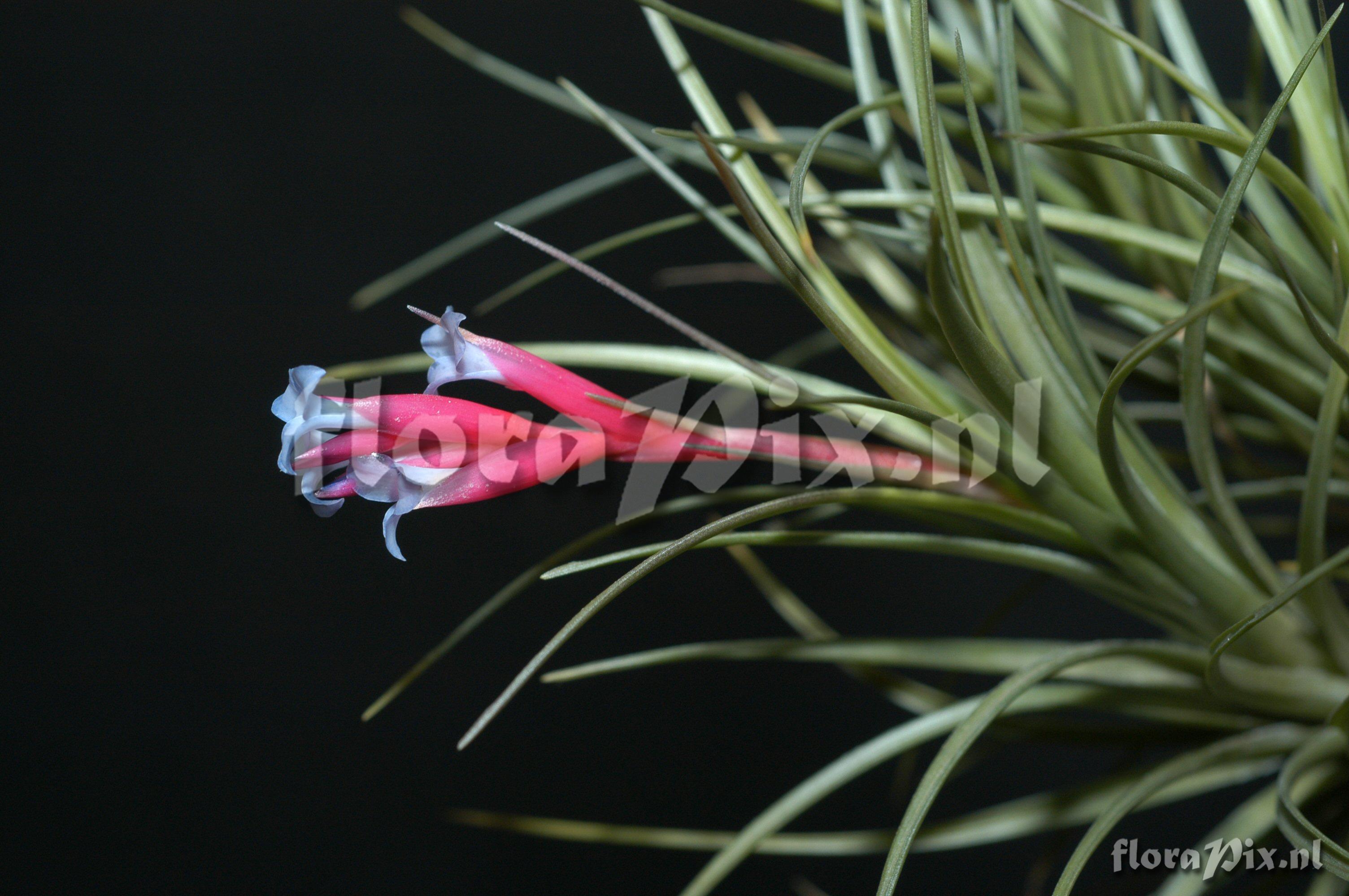 Tillandsia diaguitensis 2001GR01054