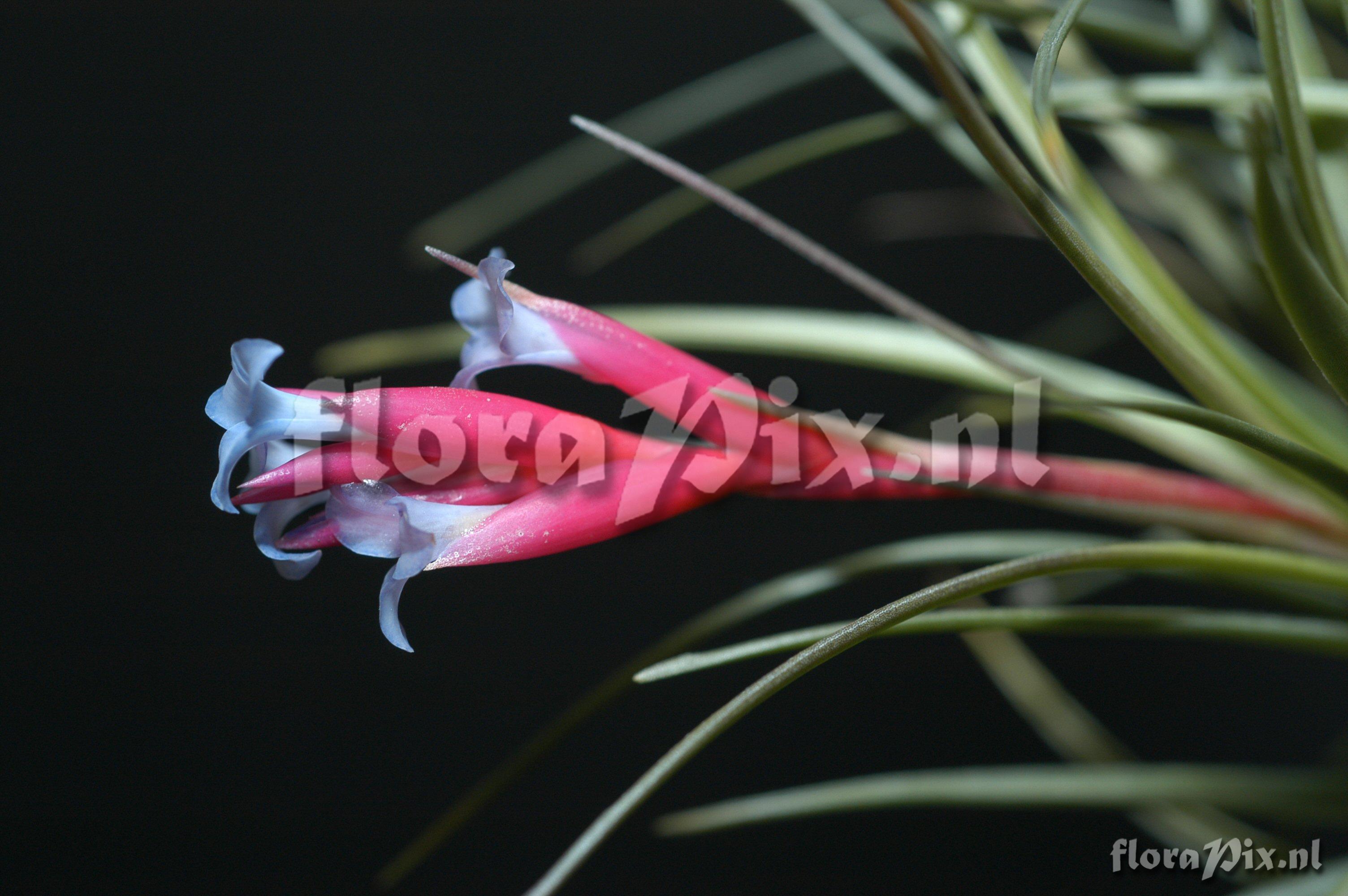 Tillandsia diaguitensis 2001GR01054