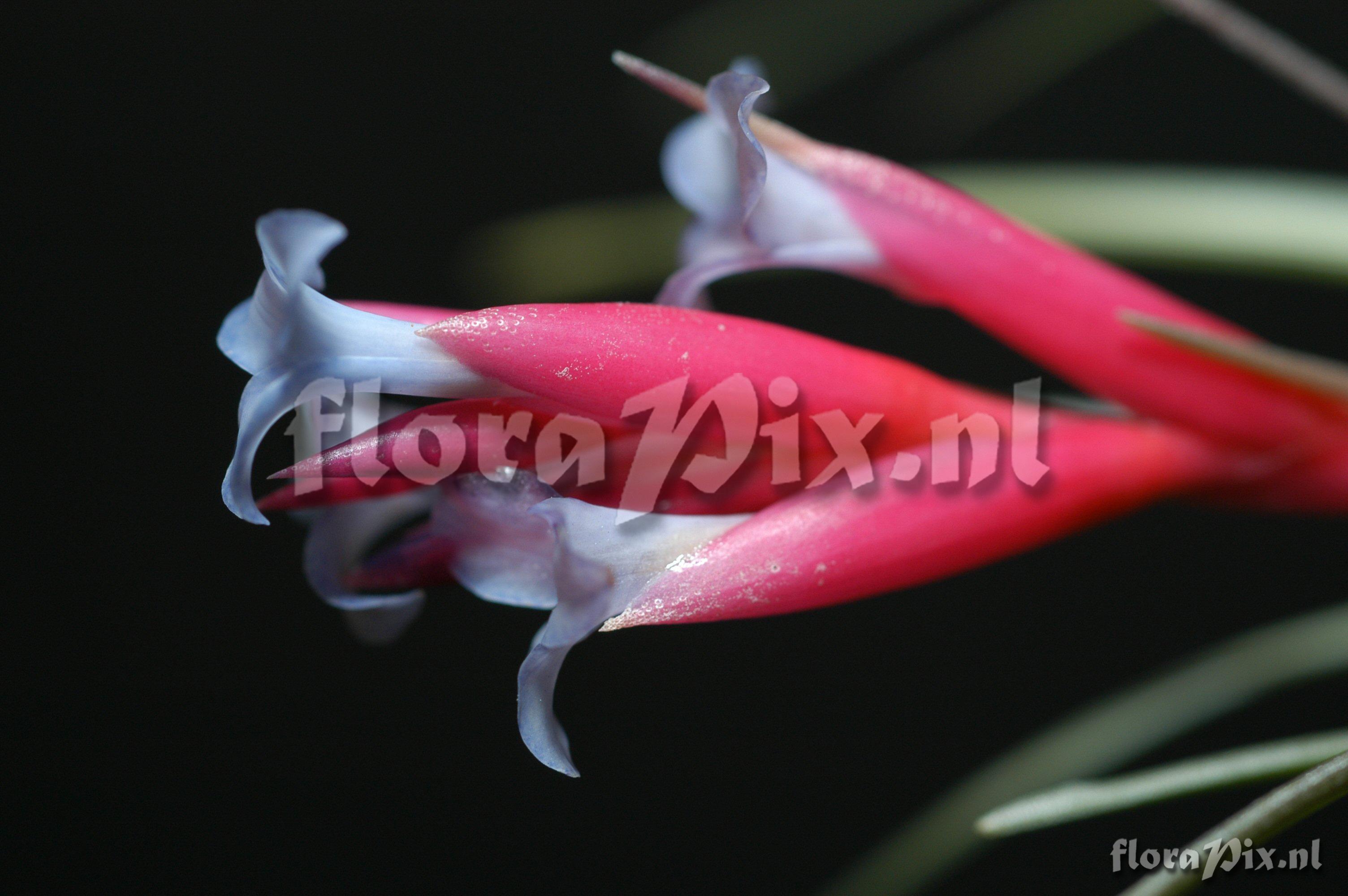 Tillandsia chiapensis EG263