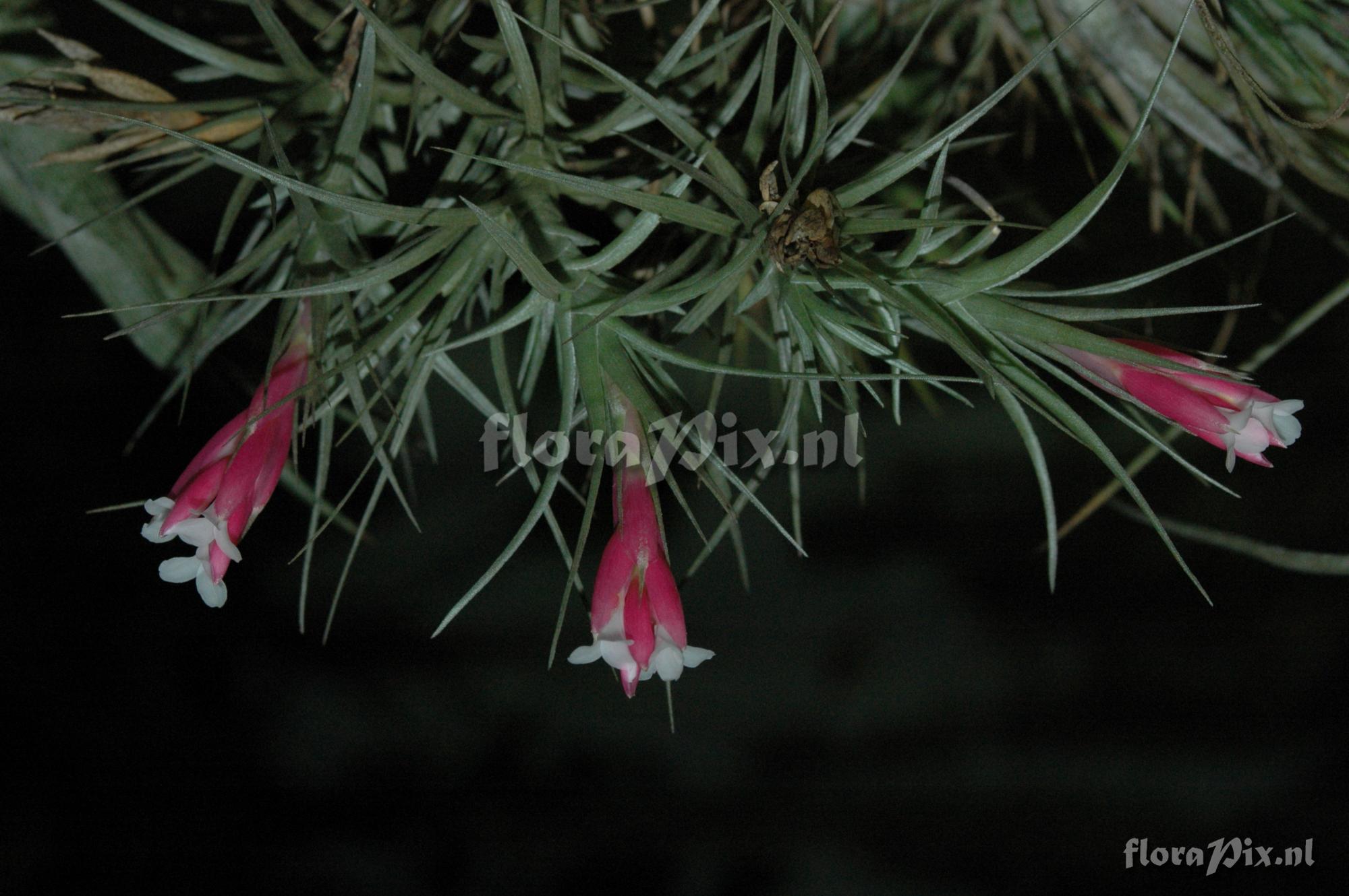 Tillandsia tenuifolia