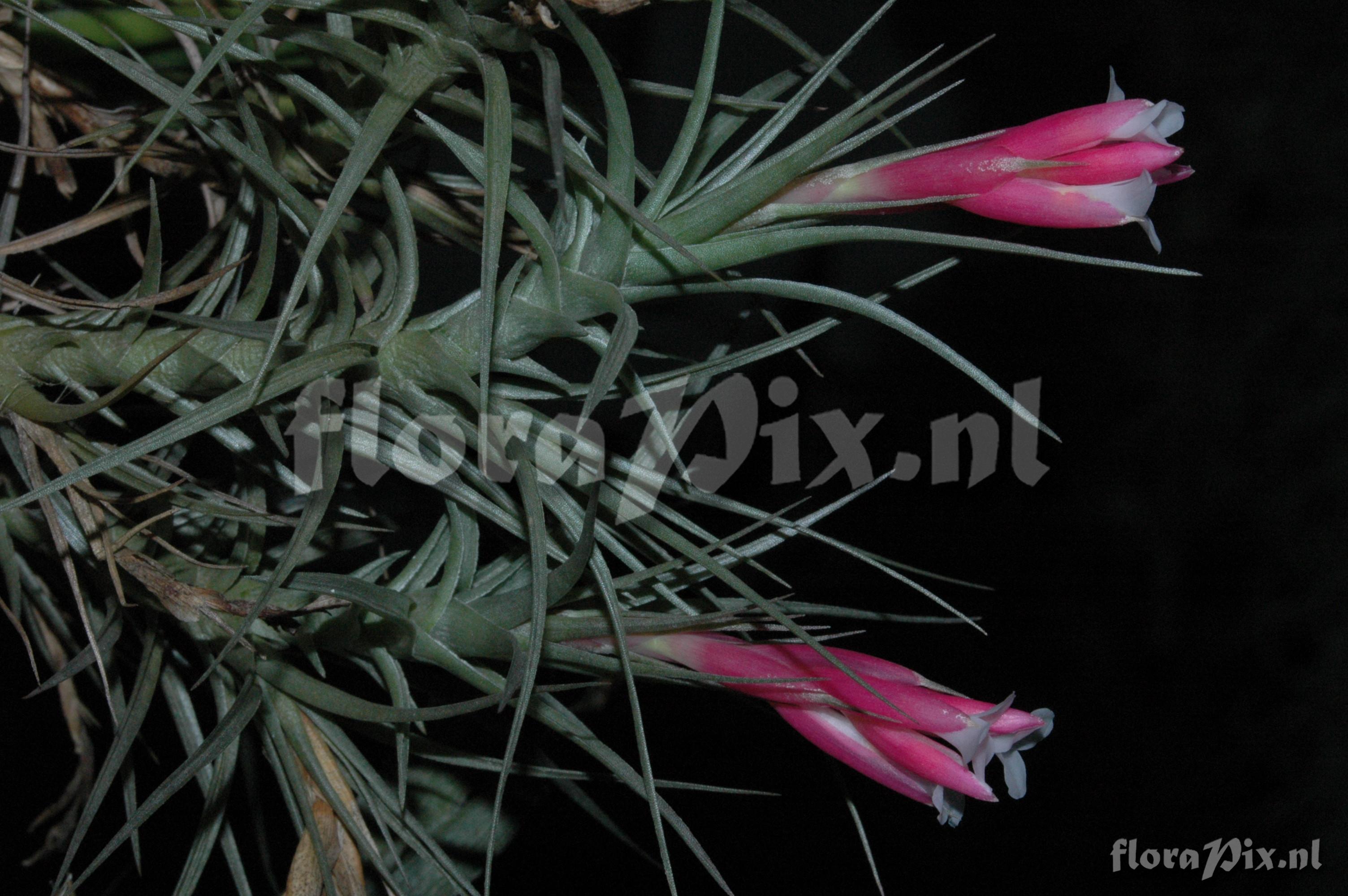 Tillandsia diaguitensis 2001GR01054