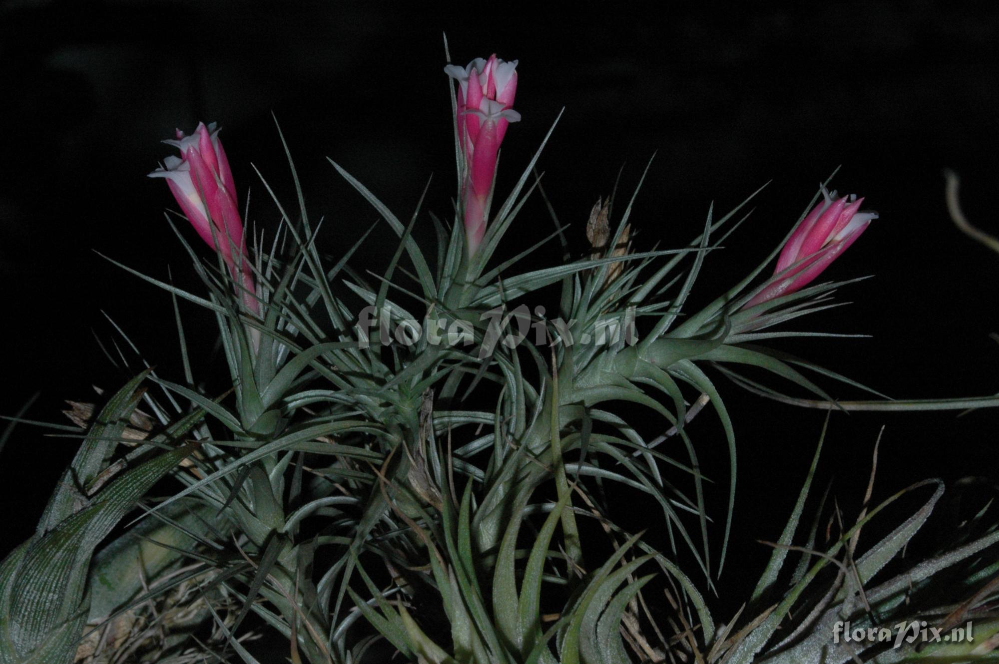 Tillandsia tenuifolia EG627