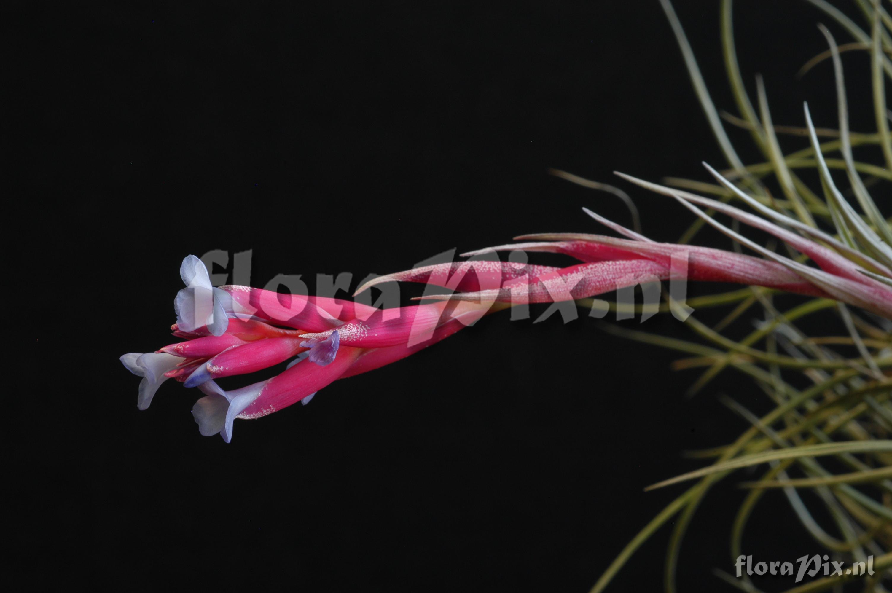 Tillandsia tenuifolia var. tenuifolia