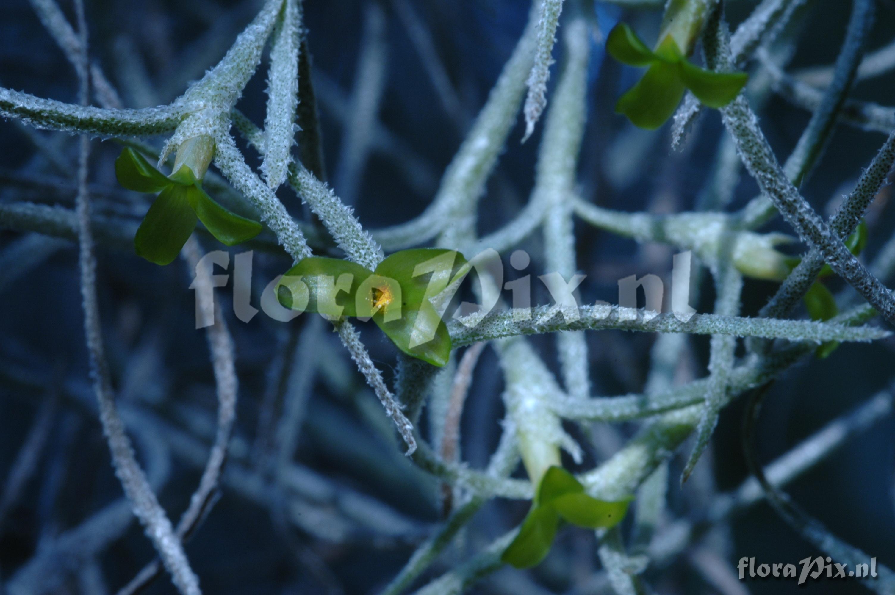 Tillandsia duratii