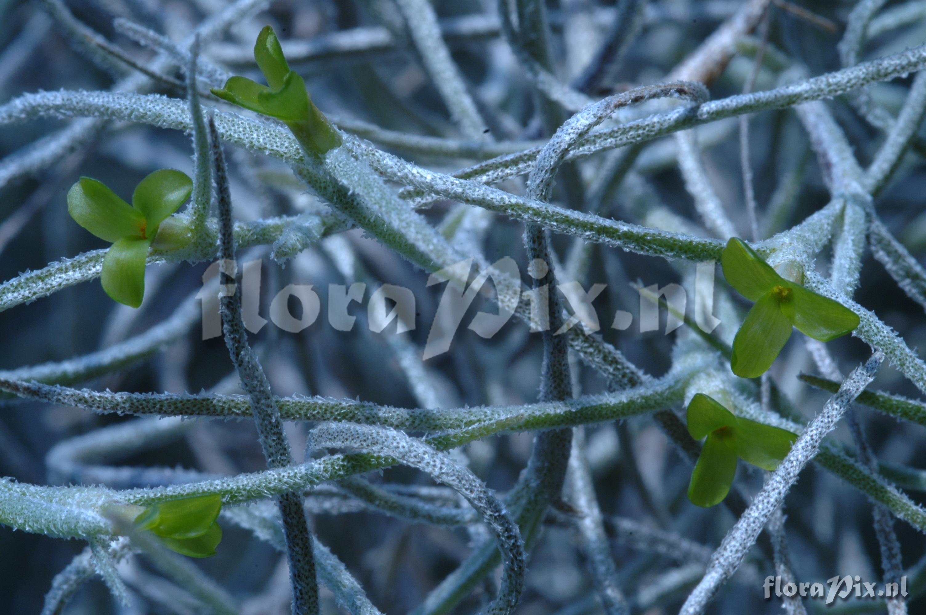 Tillandsia tenuifolia