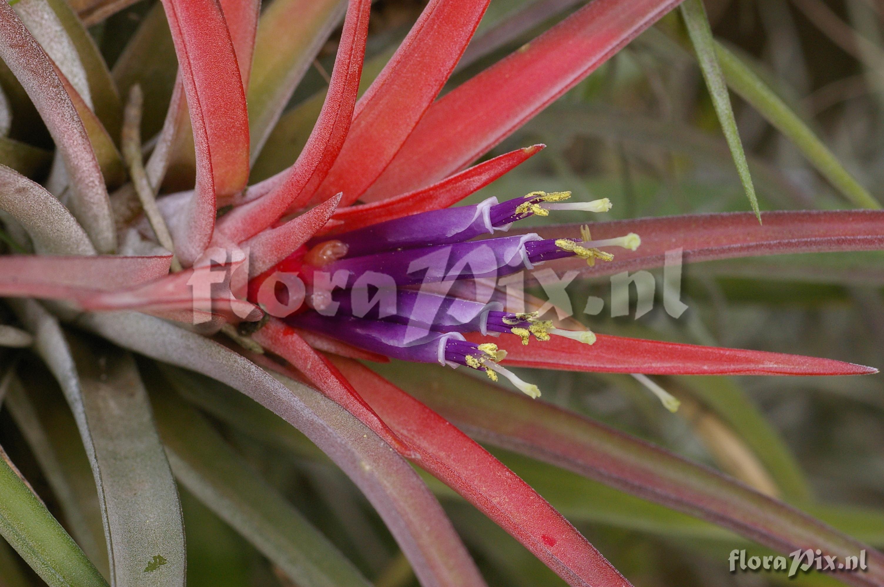 Tillandsia velutina