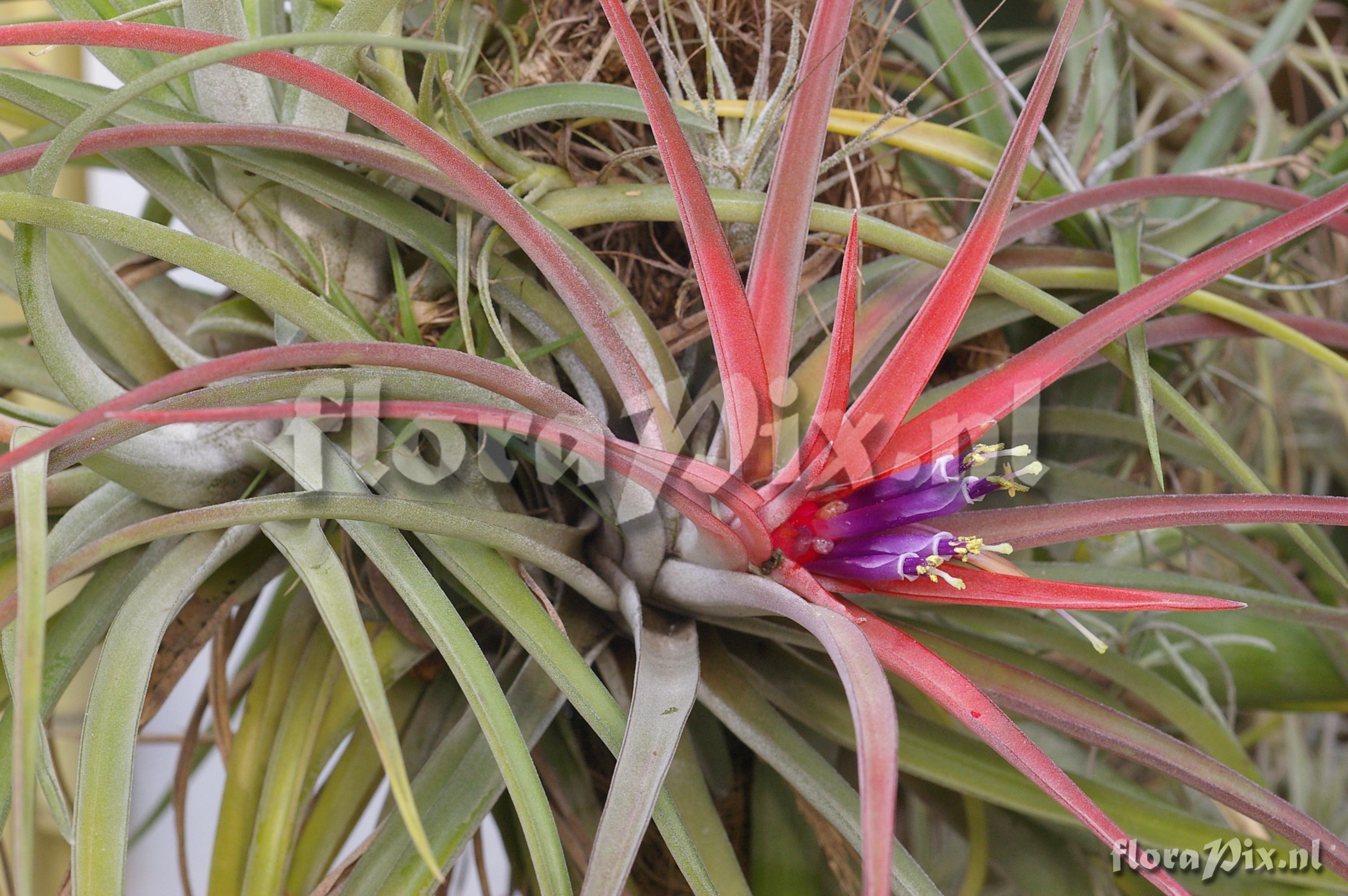 Tillandsia velutina