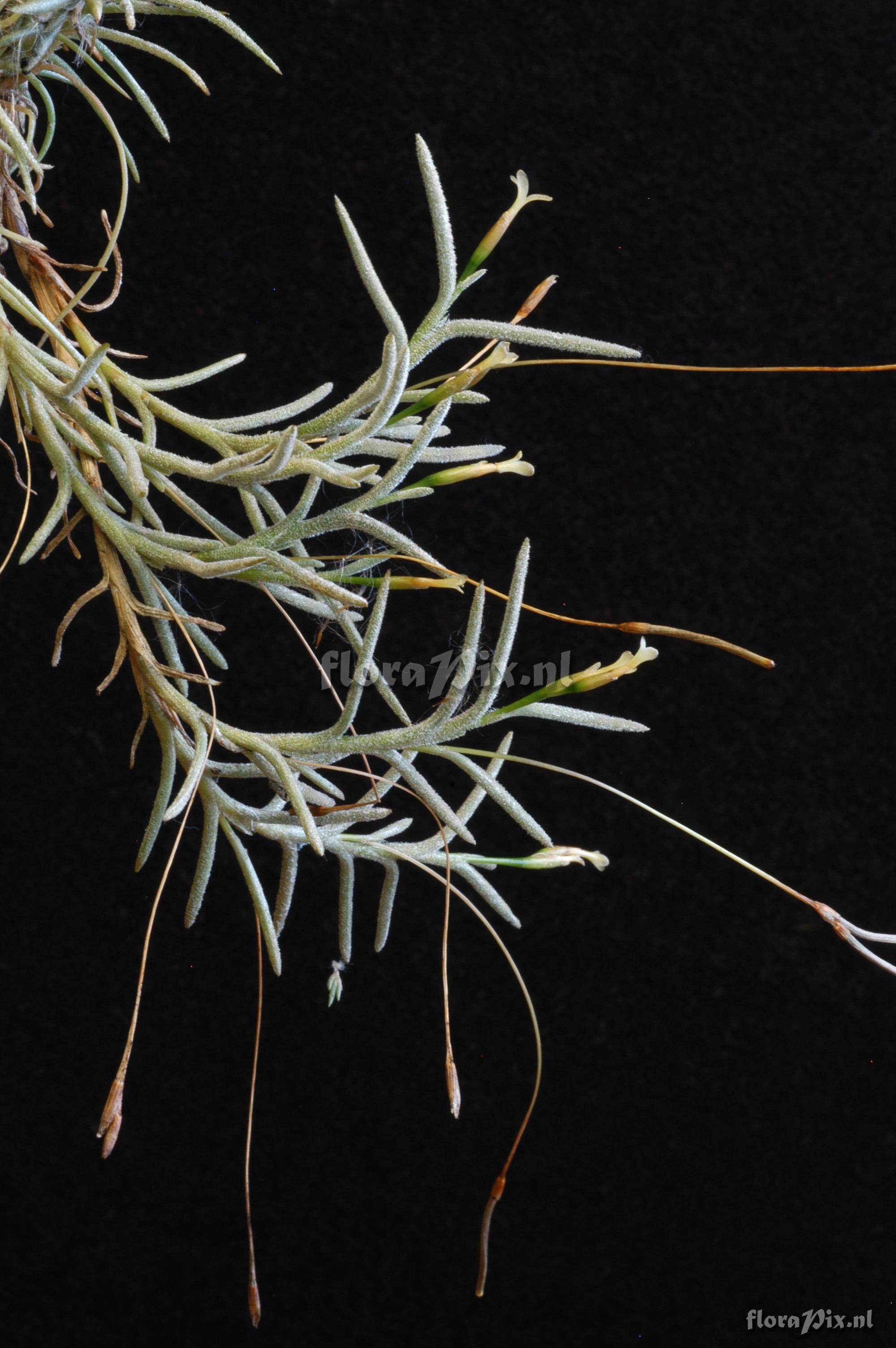 Tillandsia virescens