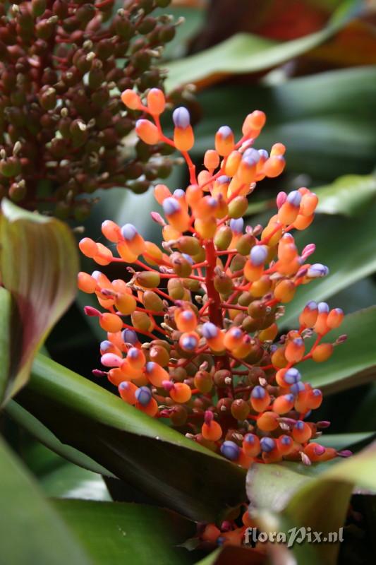 Aechmea fulgens