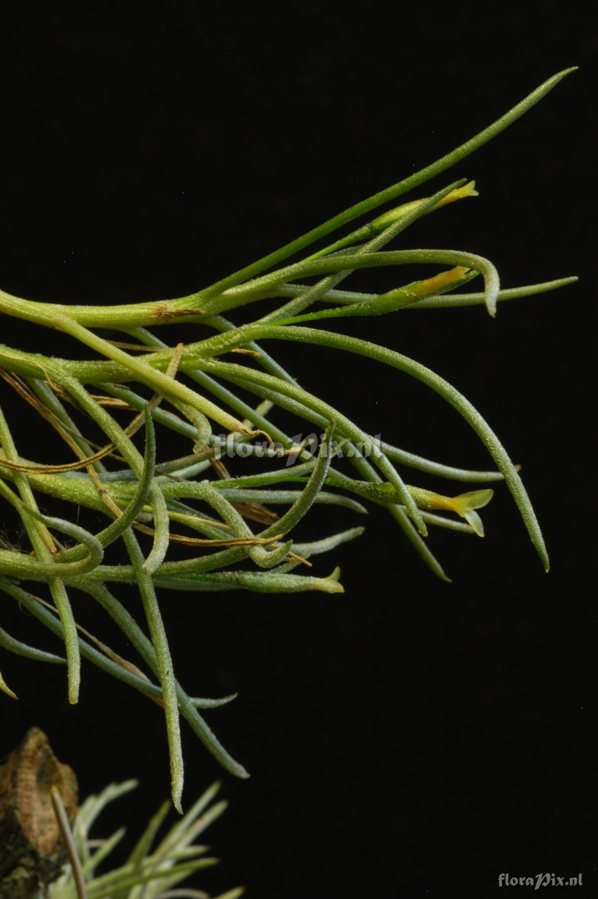 Tillandsia virescens