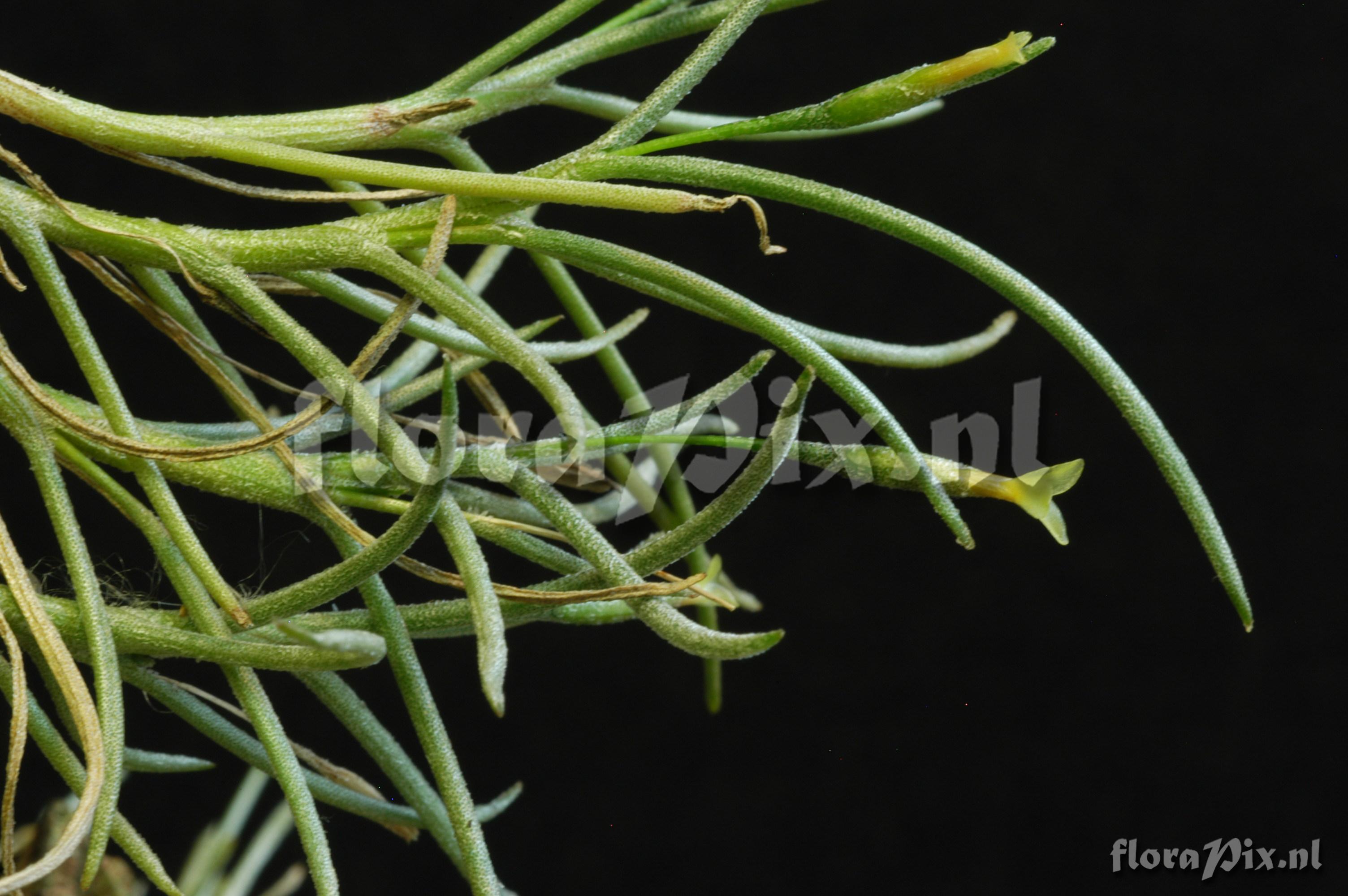 Tillandsia virescens