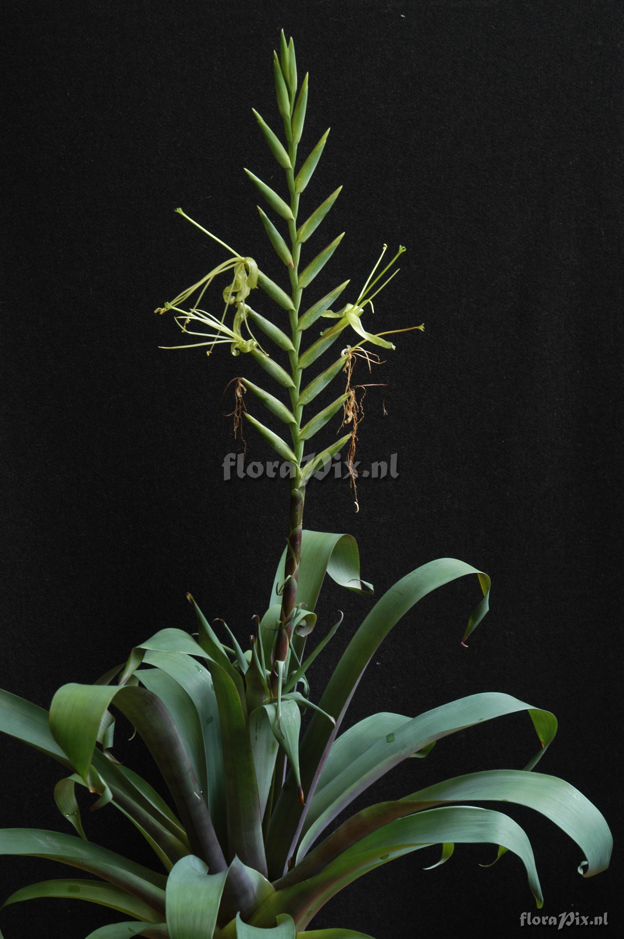 Tillandsia viridiflora