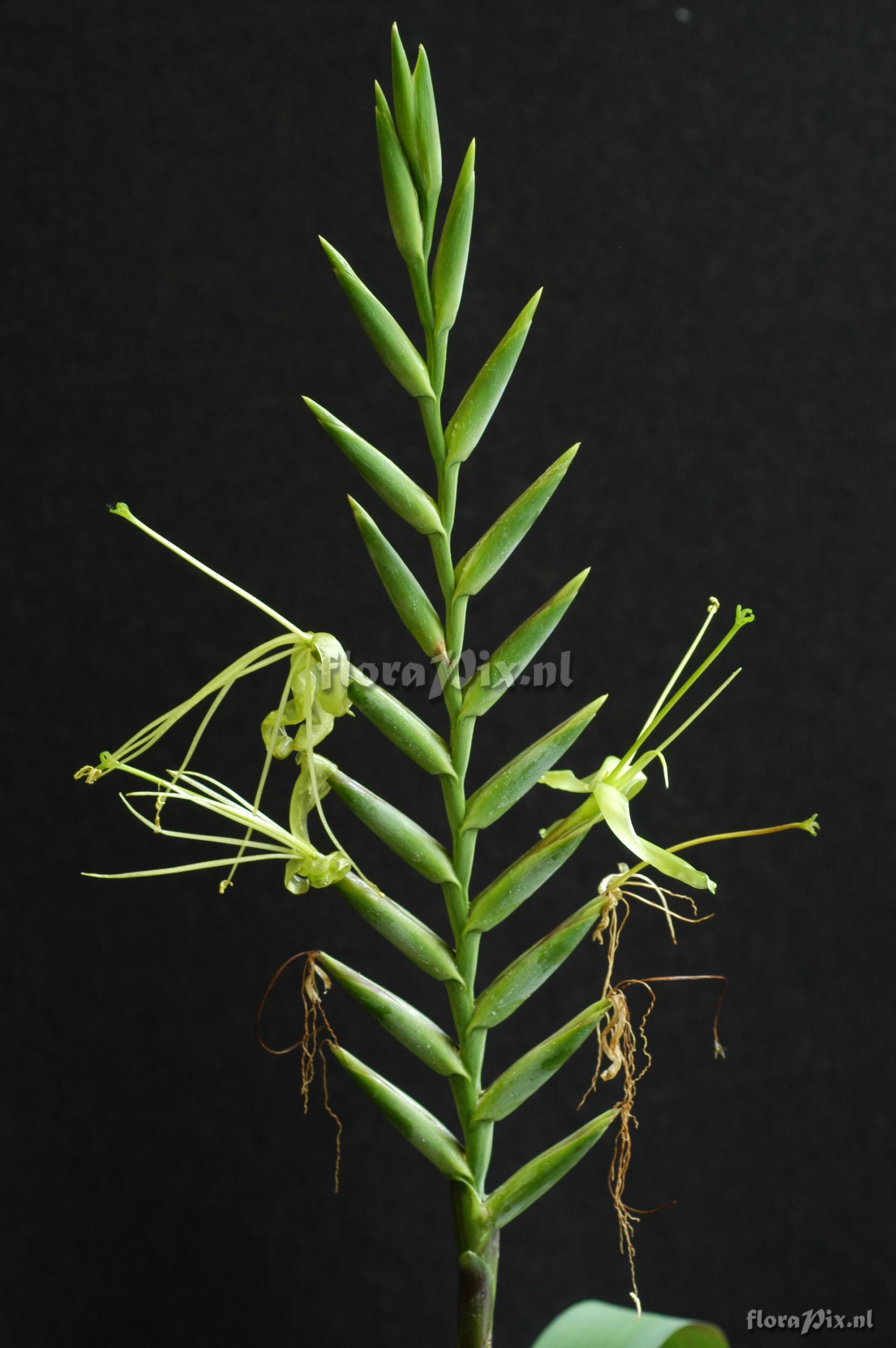 Tillandsia viridiflora