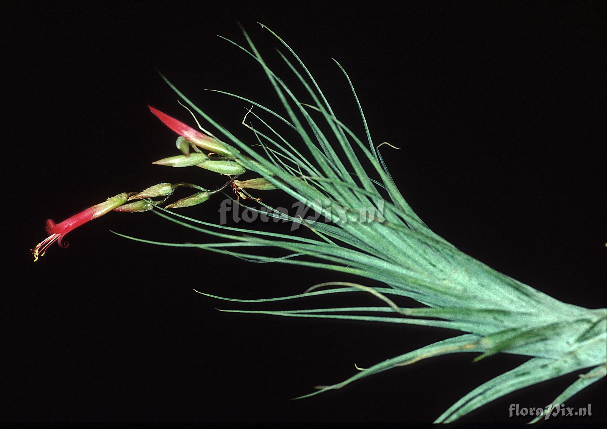 Tillandsia x