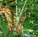 Areca sp. Fruiting inflorescence