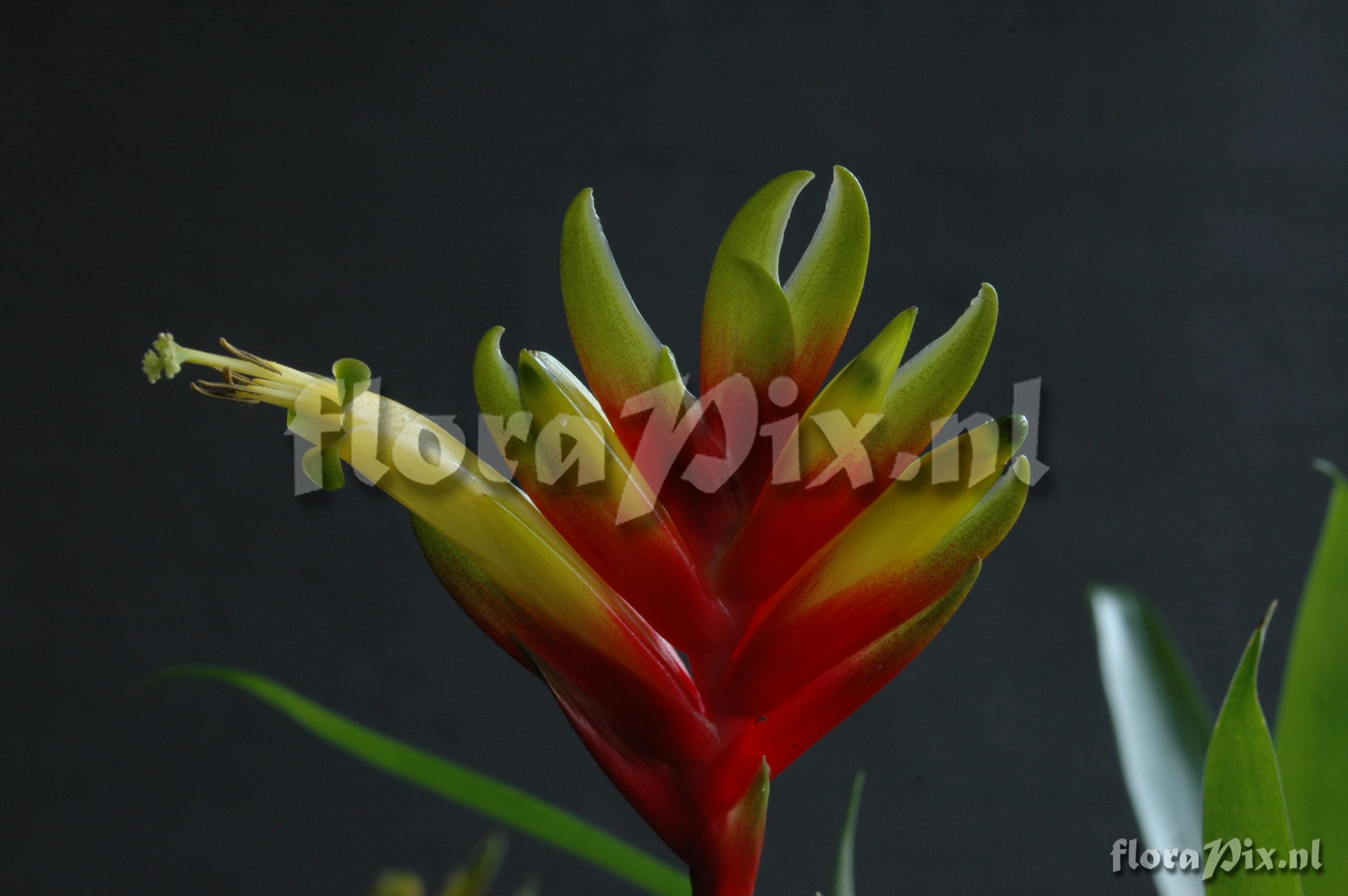 Tillandsia tenuifolia