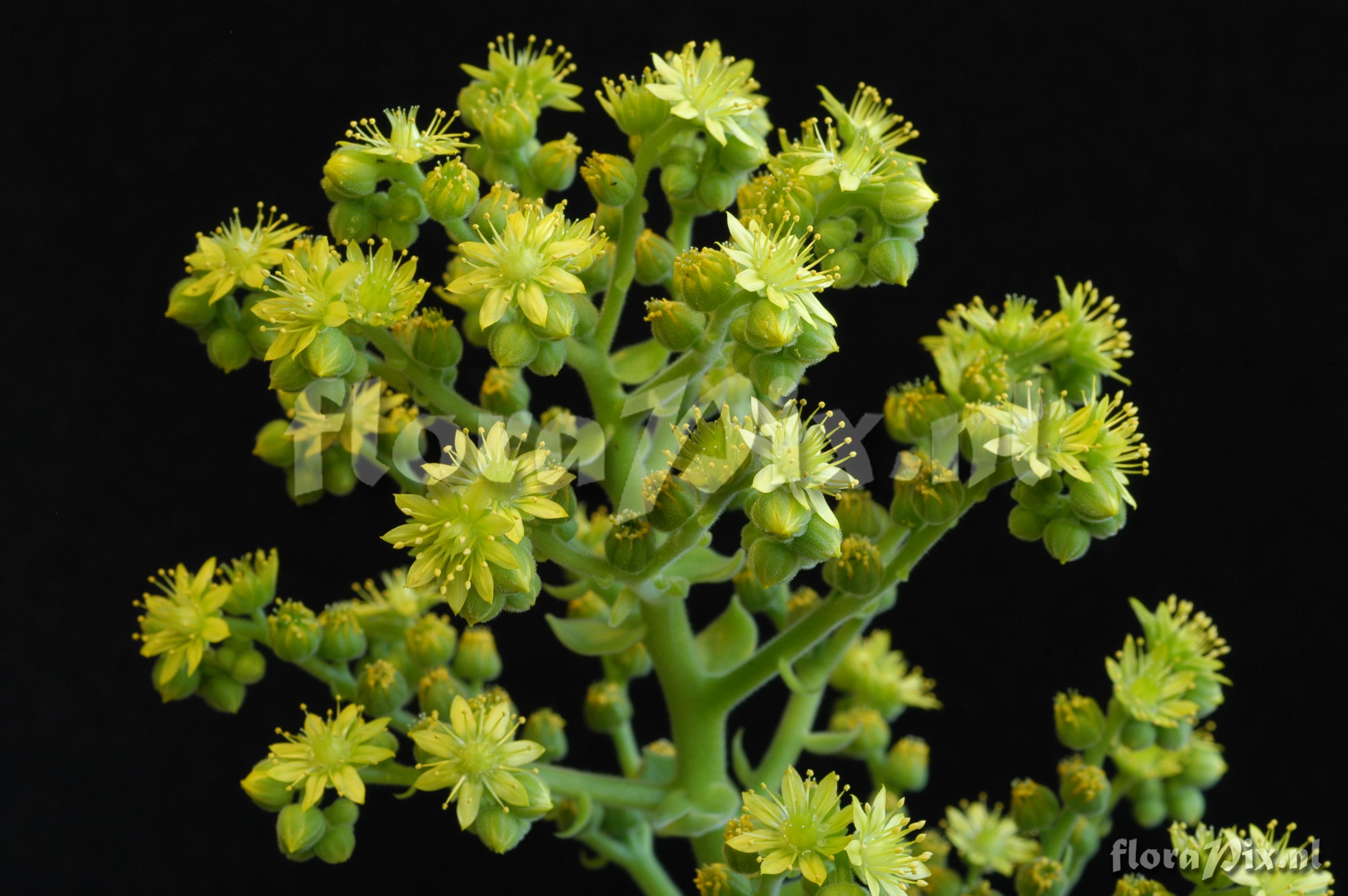 Aeonium canariense var.  palmense