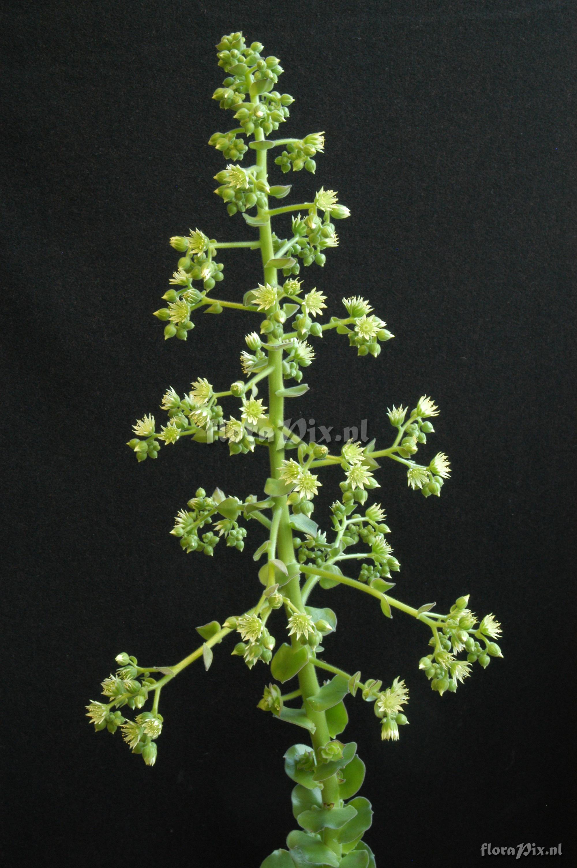 Aeonium canariense var. subplanum