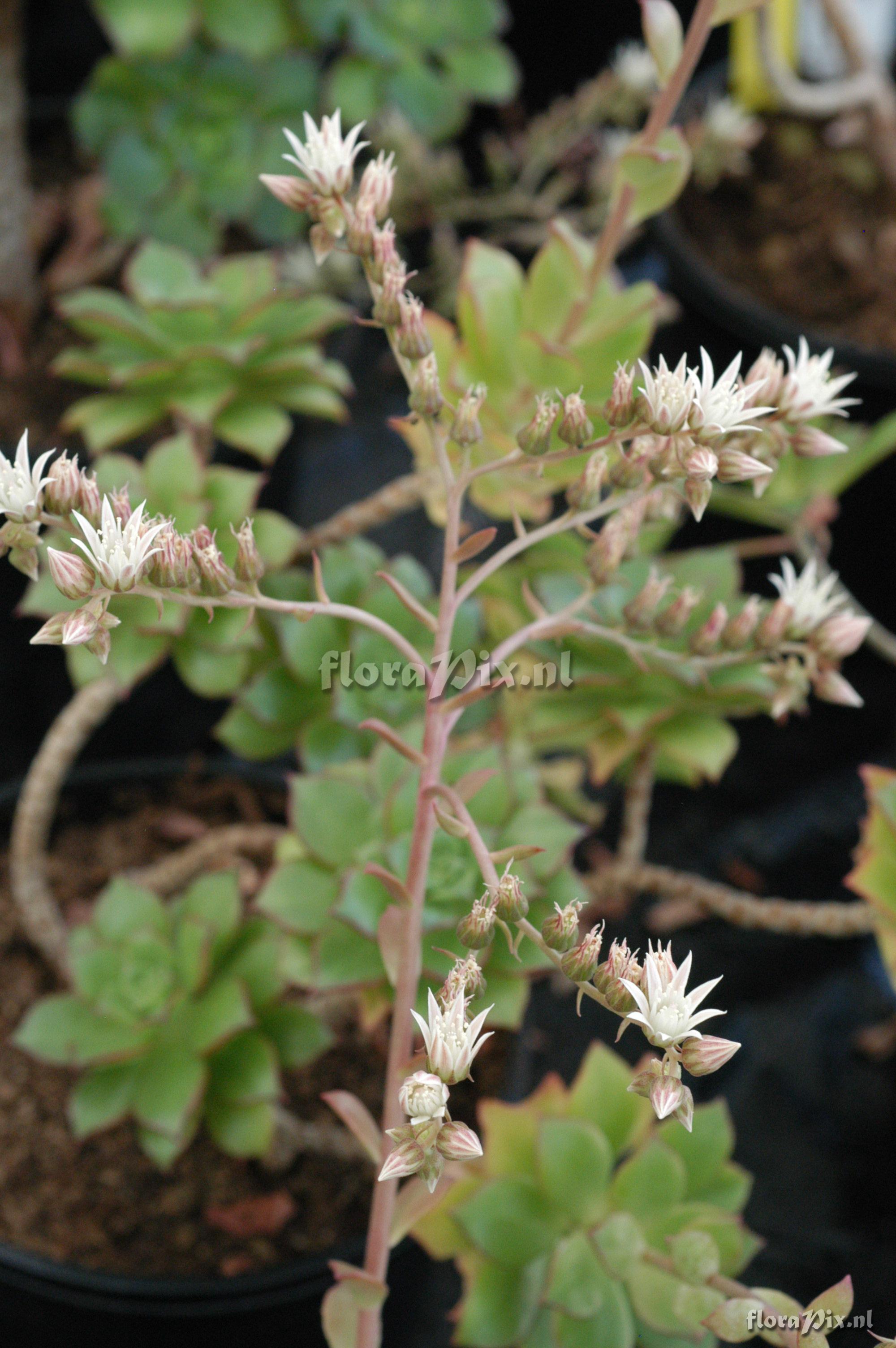 Aeonium decorum