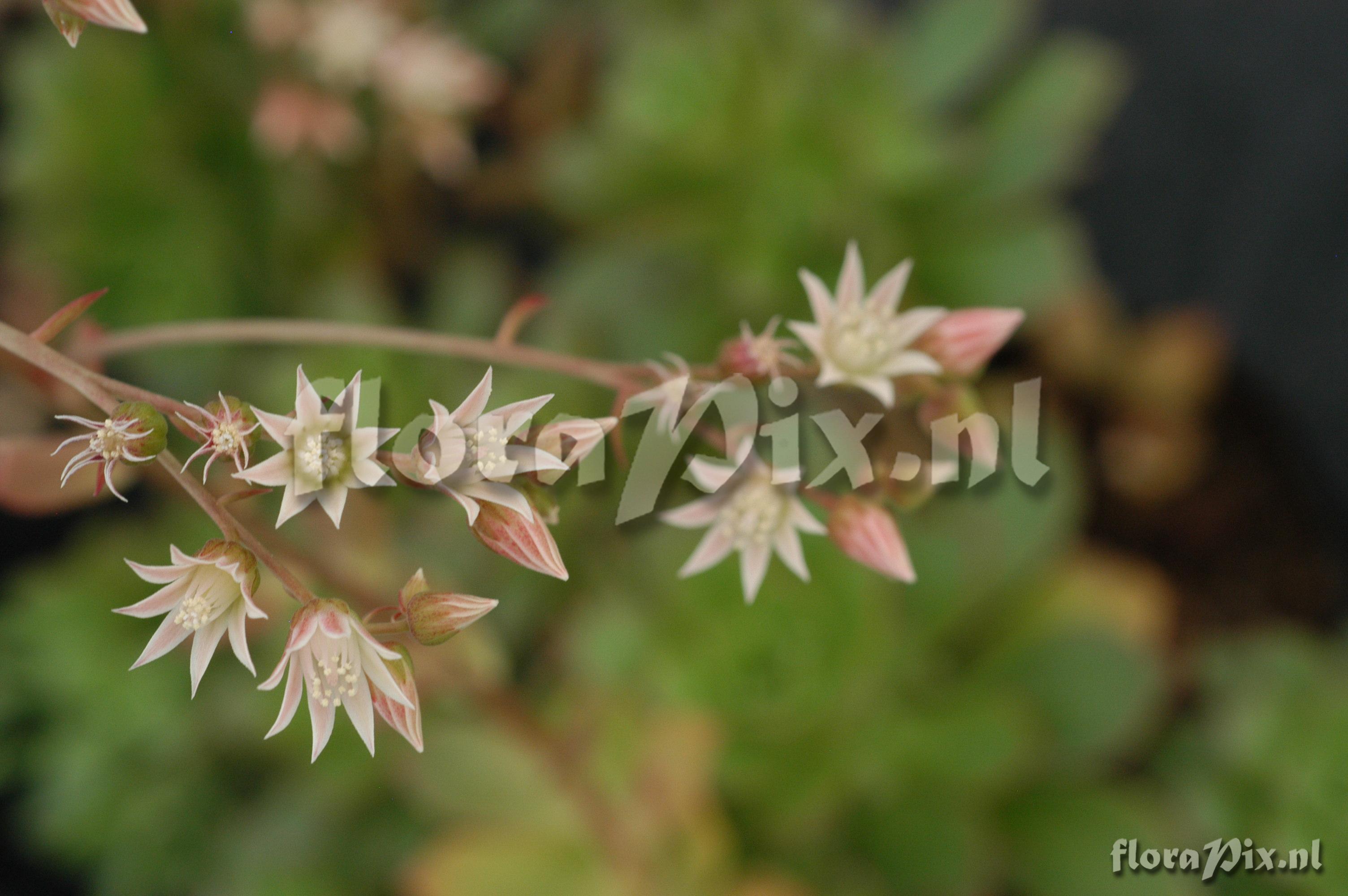 Aeonium decorum