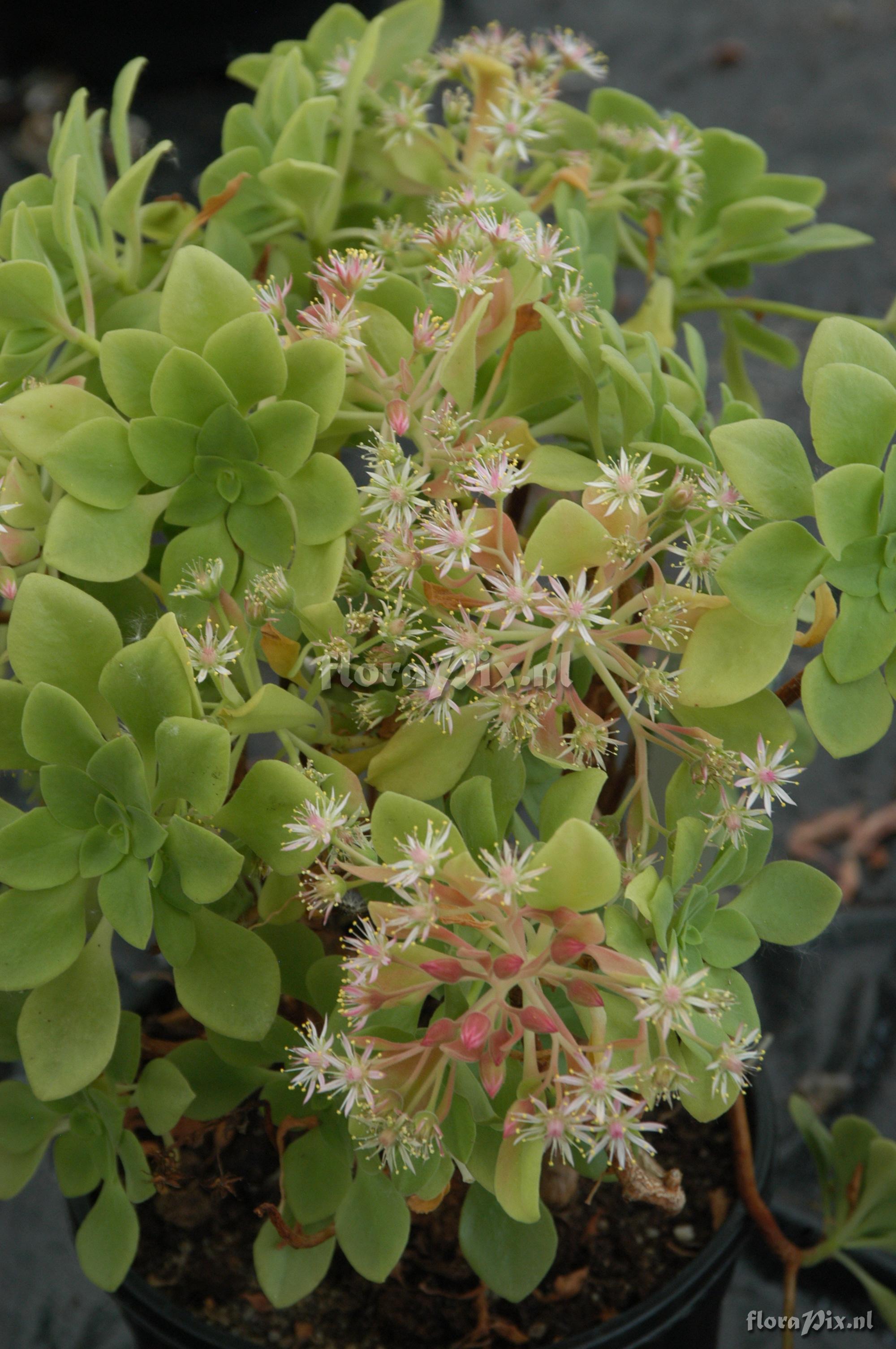 Aeonium goochiae