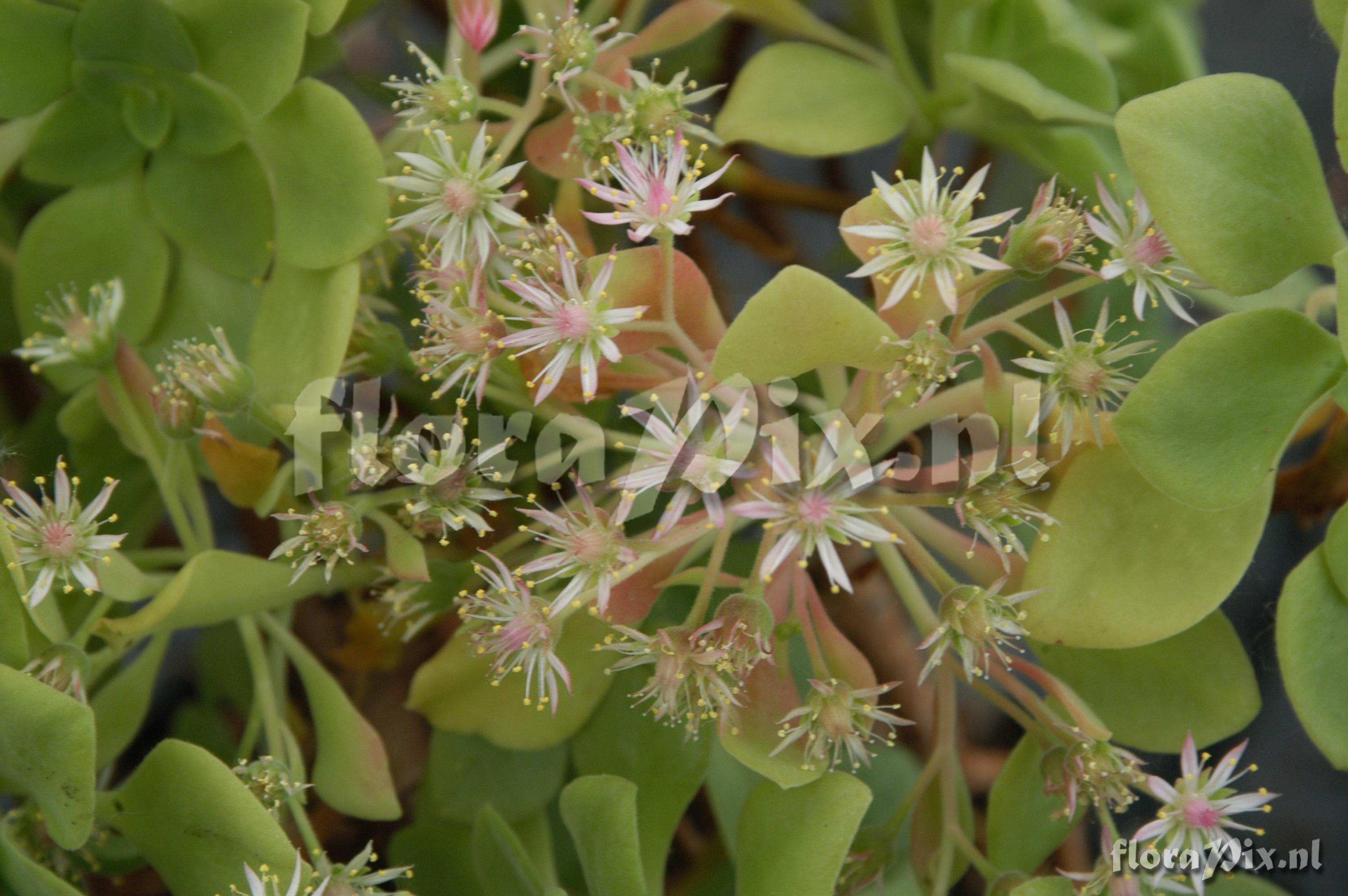 Aeonium goochiae