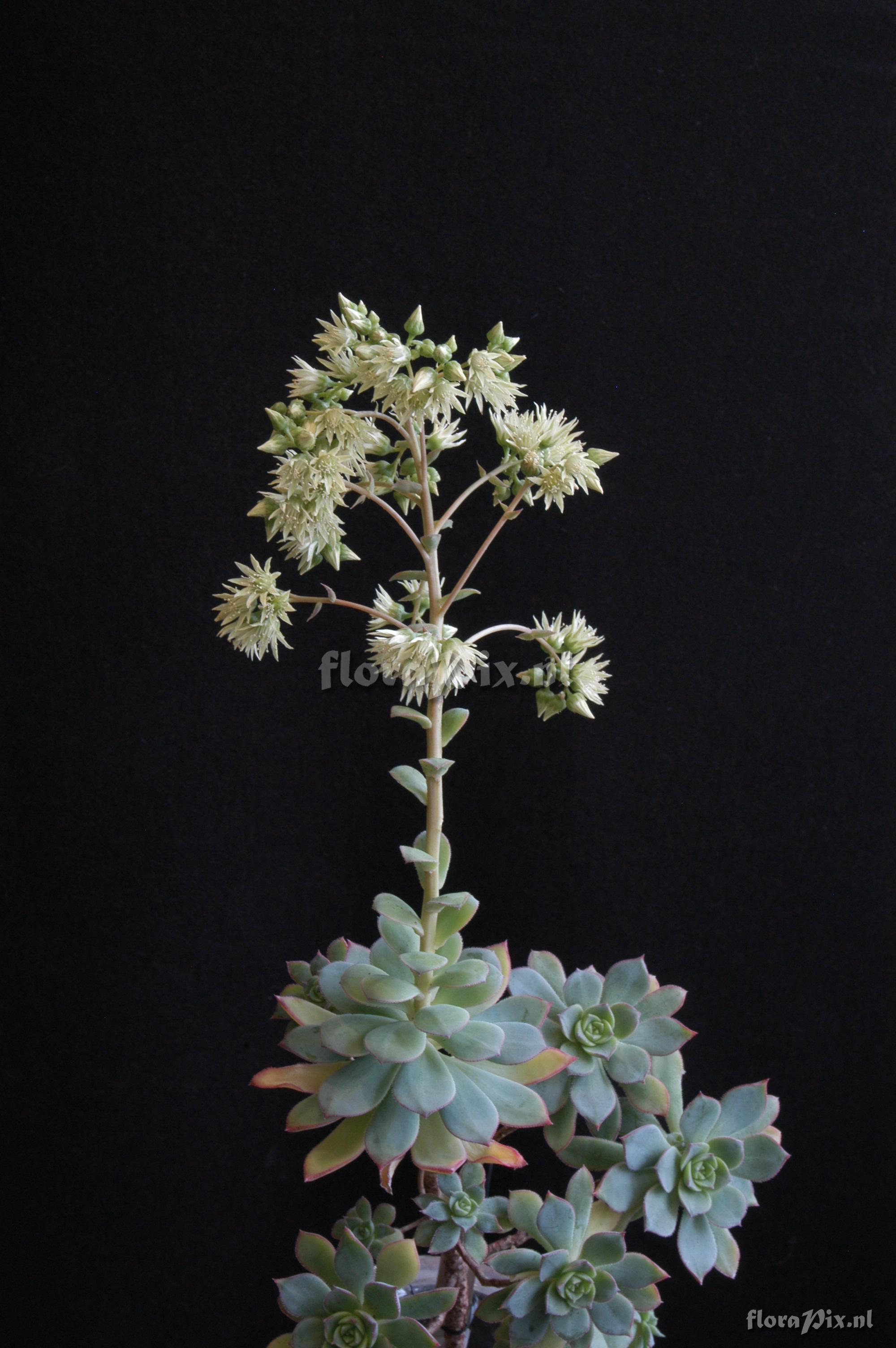 Aeonium haworthii