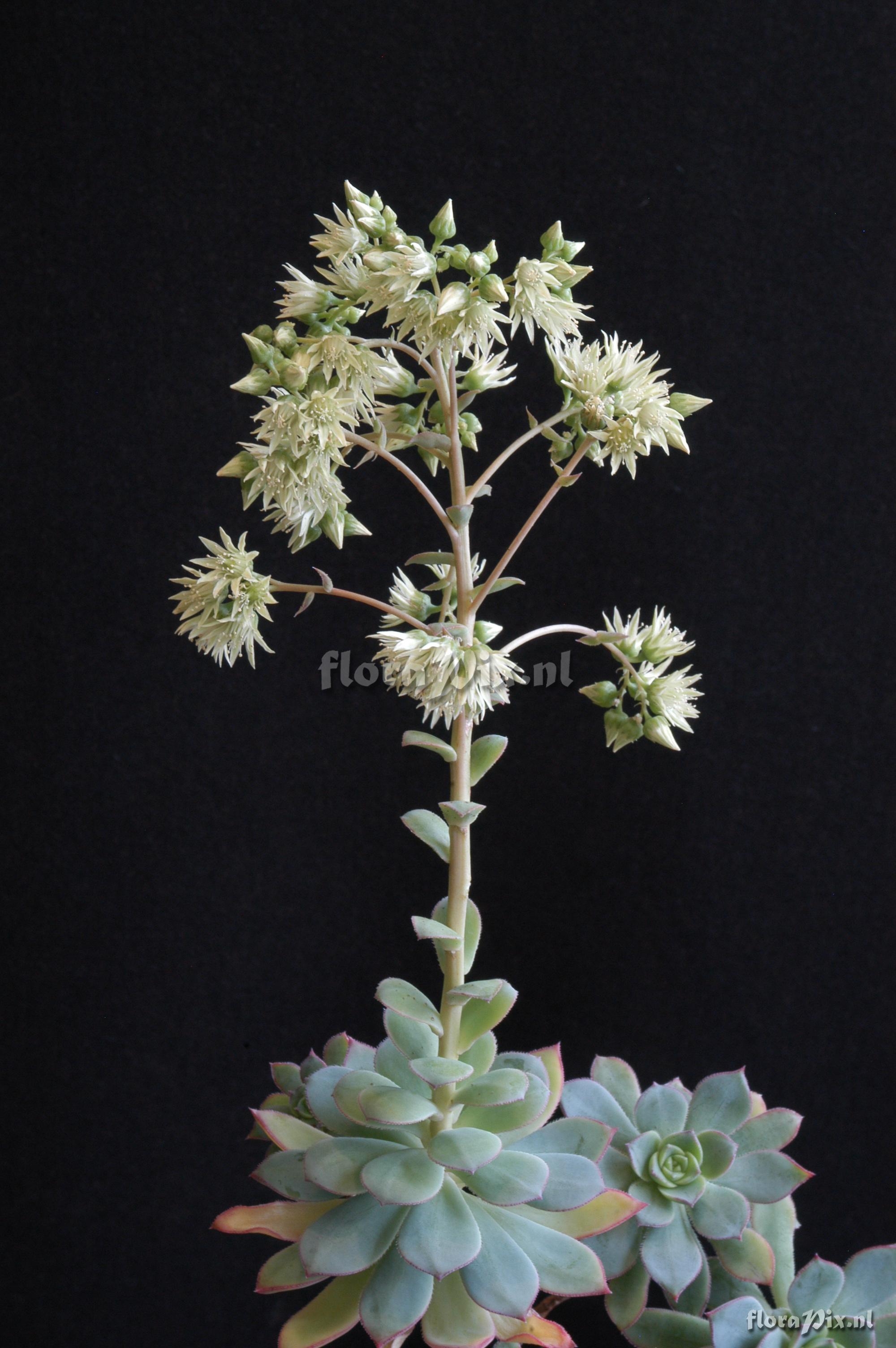 Aeonium canariense var.  palmense 1992HR32424