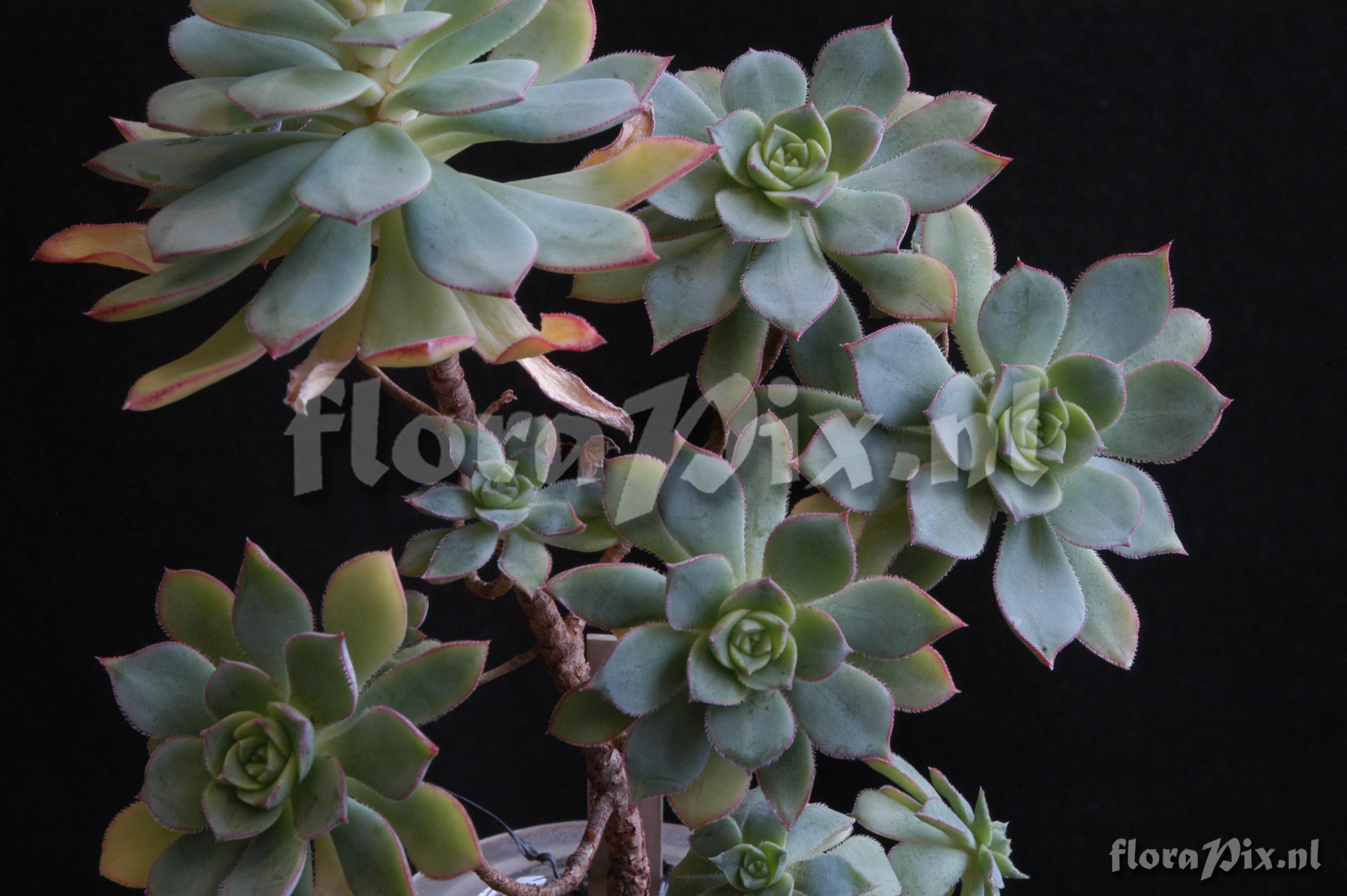 Aeonium haworthii