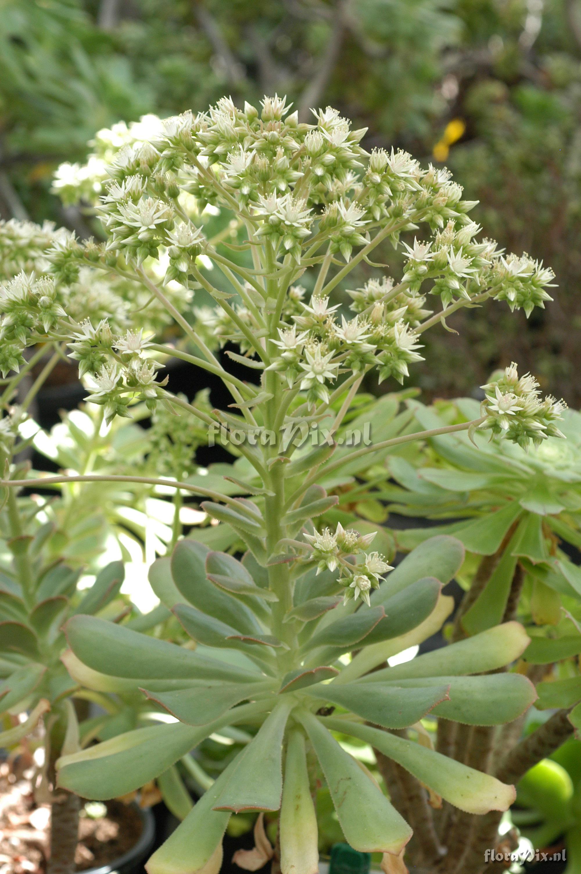 Aeonium hierrense