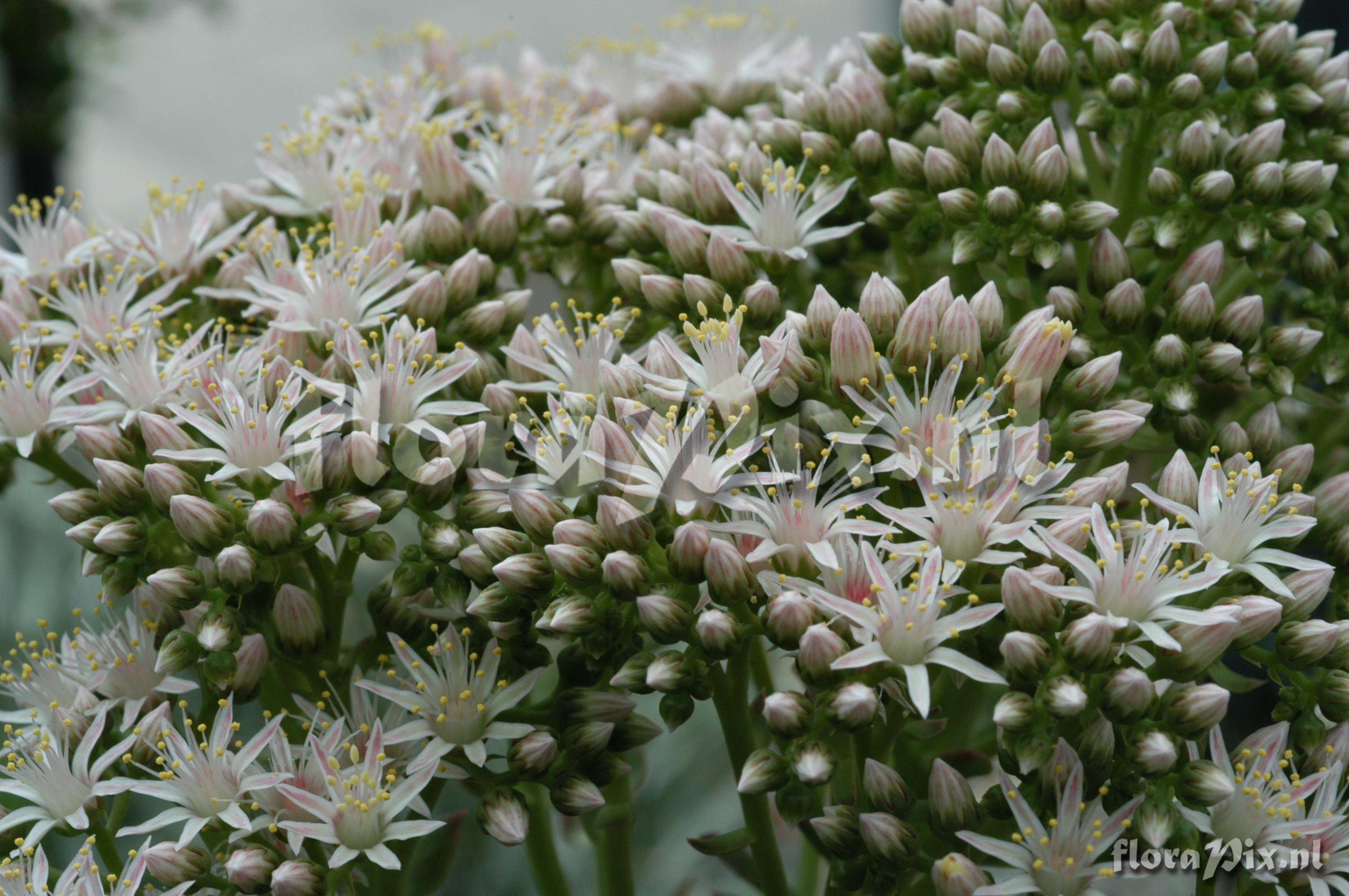 Aeonium lanzerottense