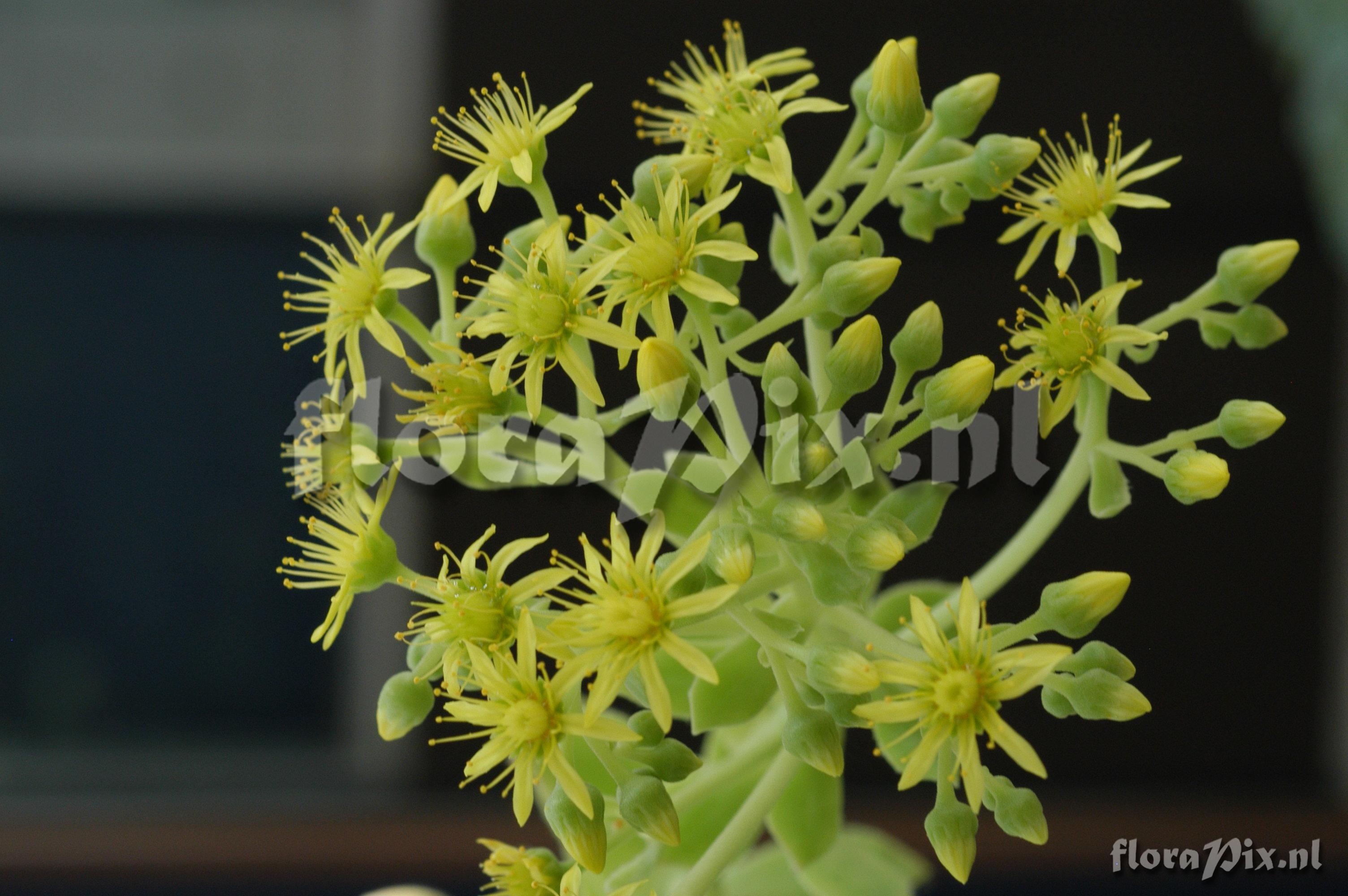 Aeonium leucoblepharum