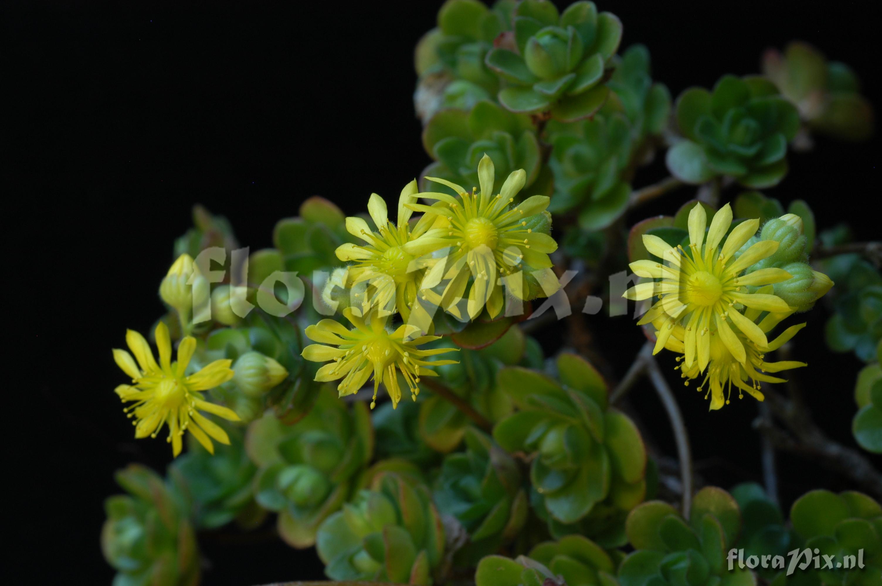 Aeonium saundersii