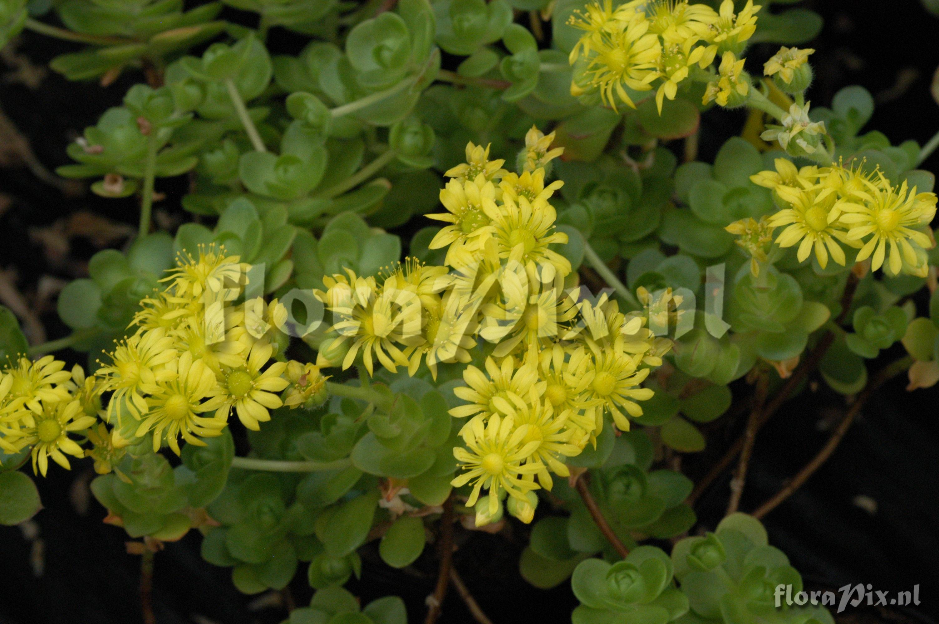 Aeonium saundersii