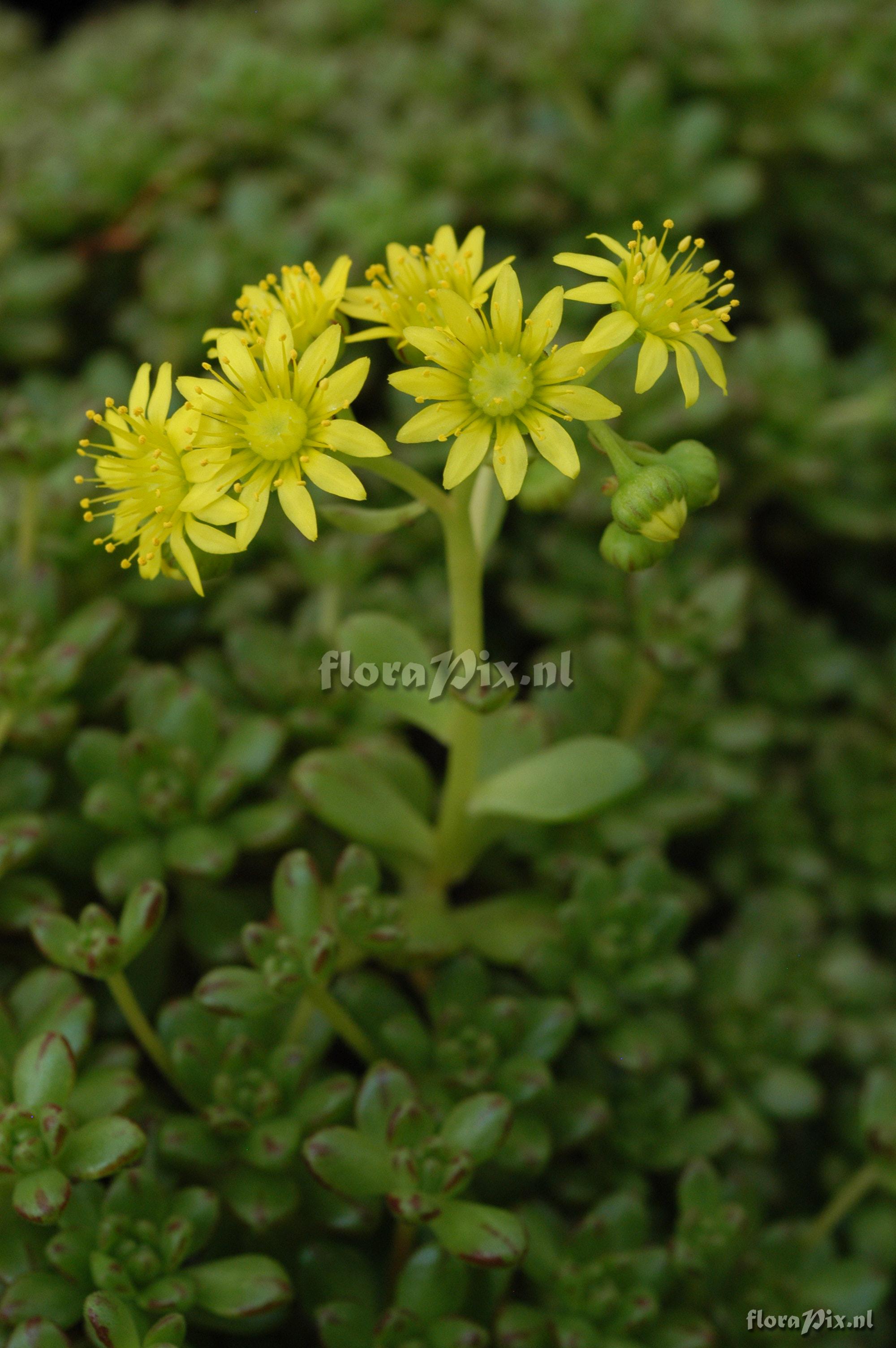 Aeonium sedifolium