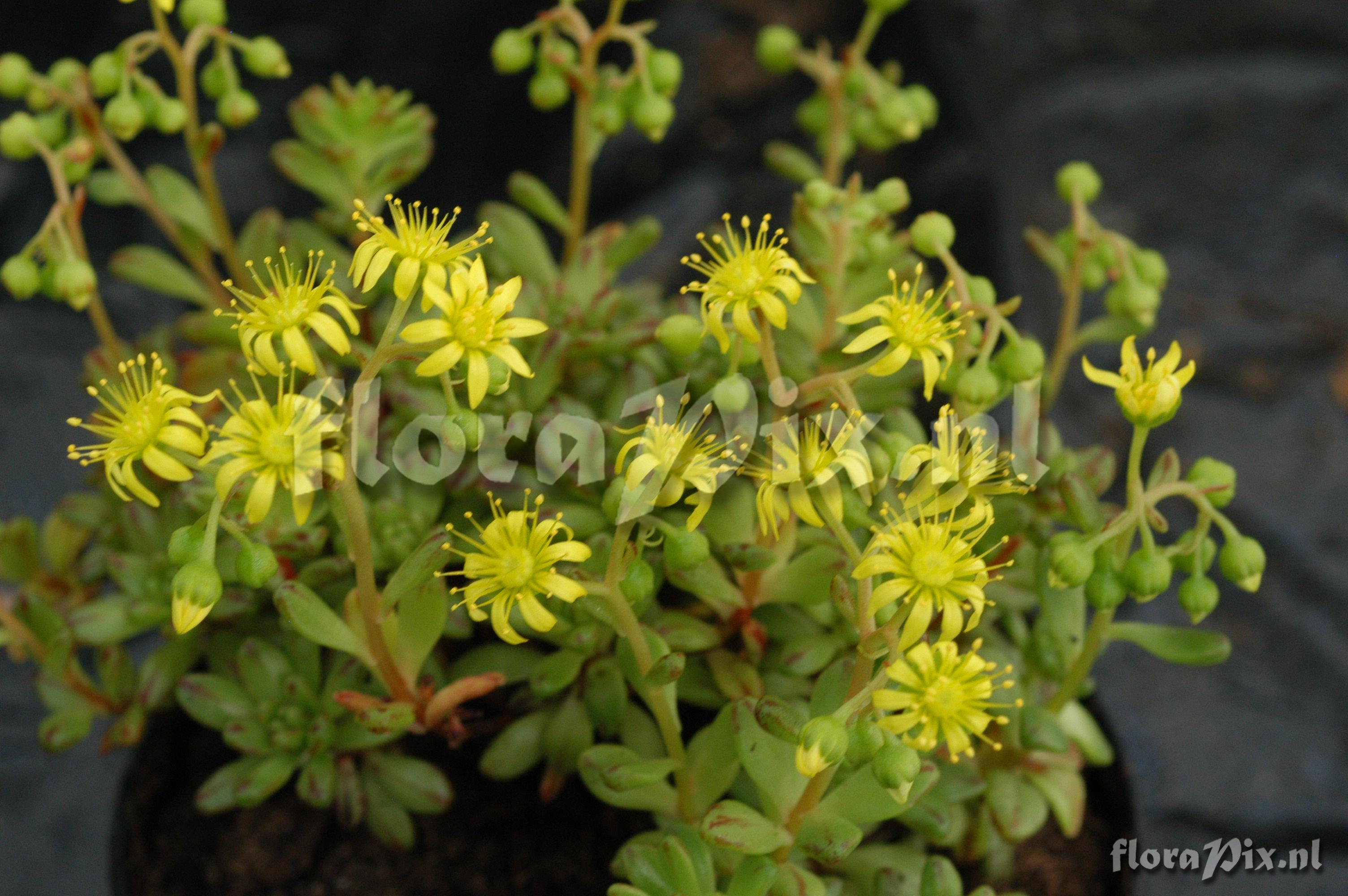 Aeonium sedifolium