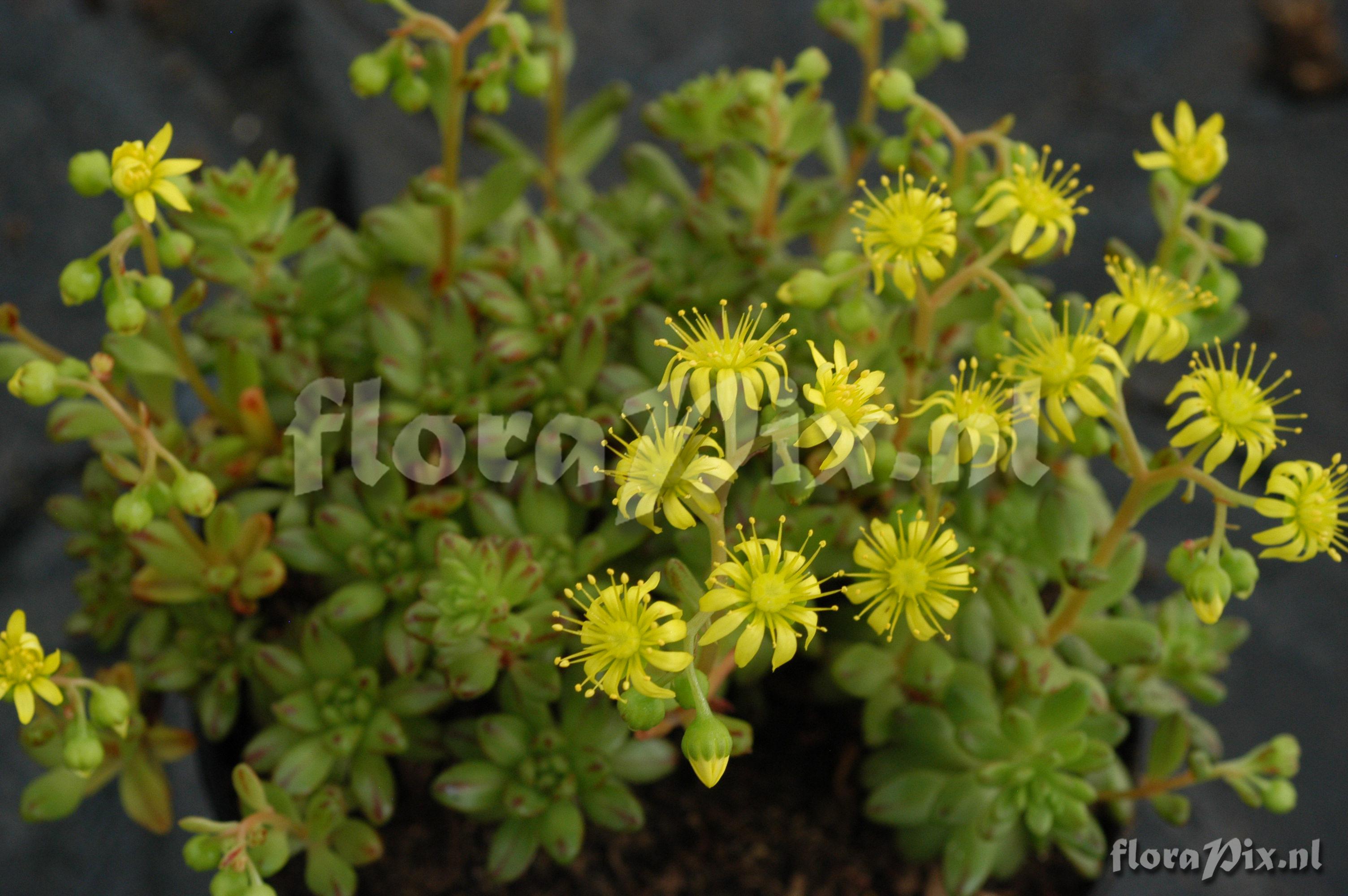 Aeonium sedifolium