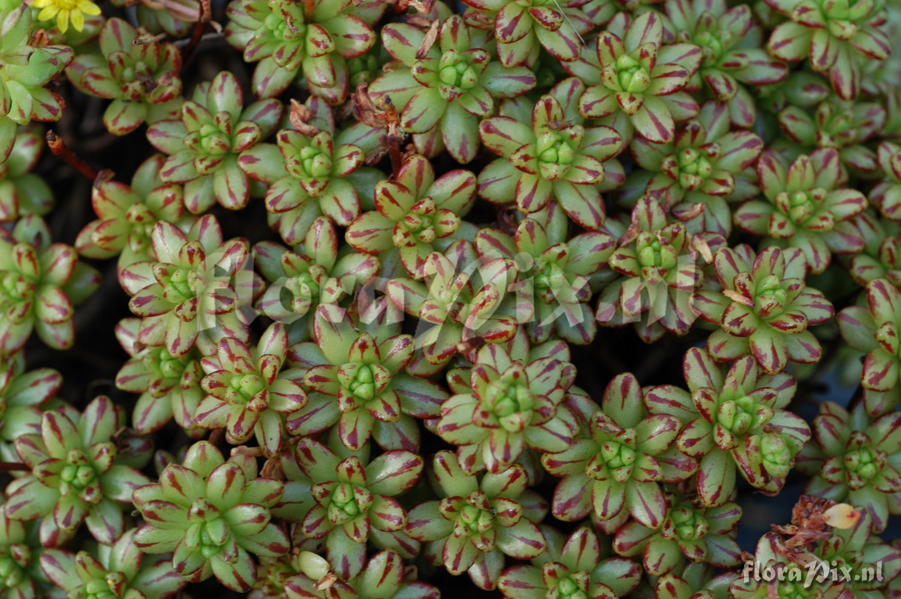 Aeonium sedifolium