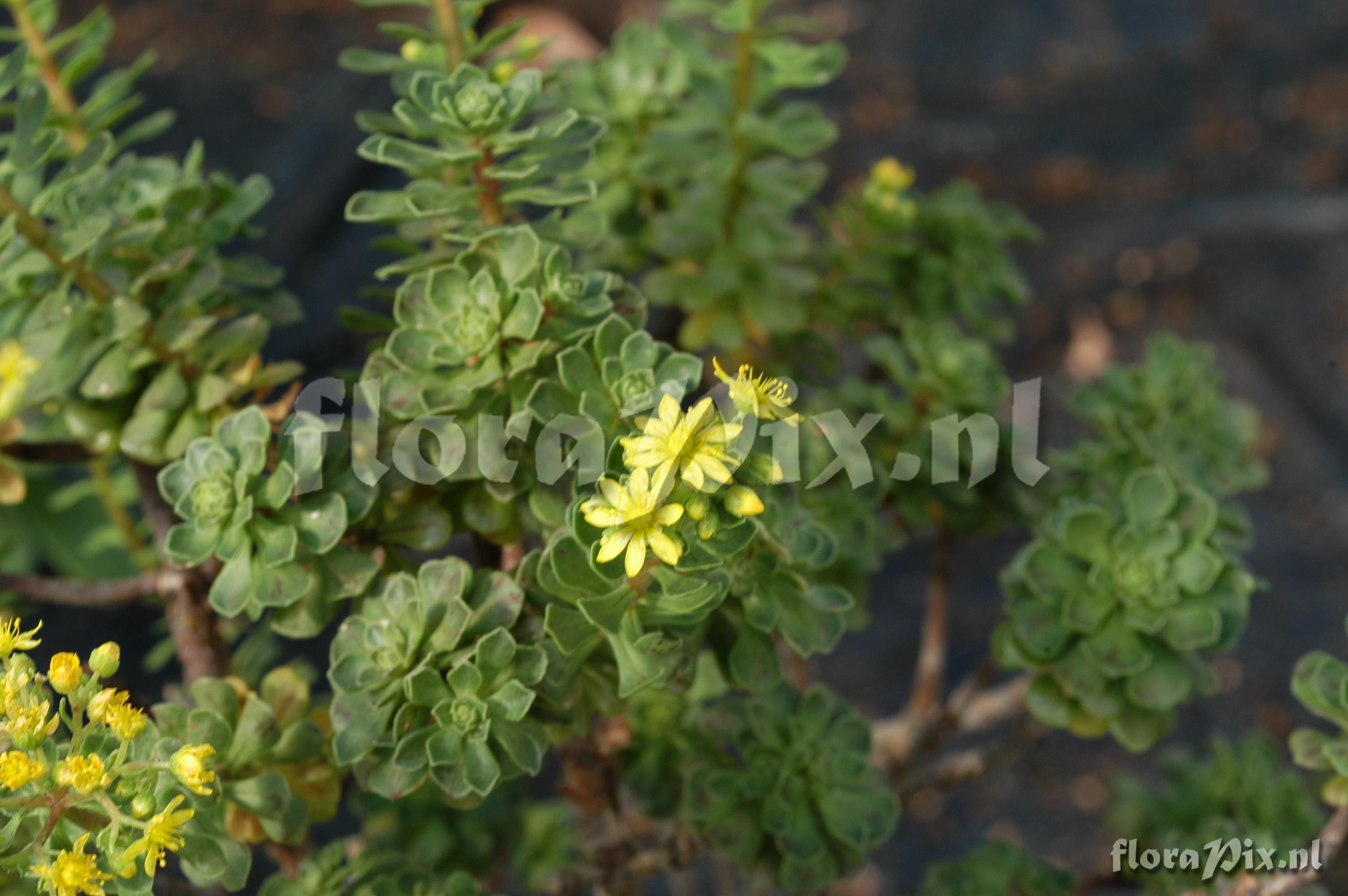 Aeonium spathulatum