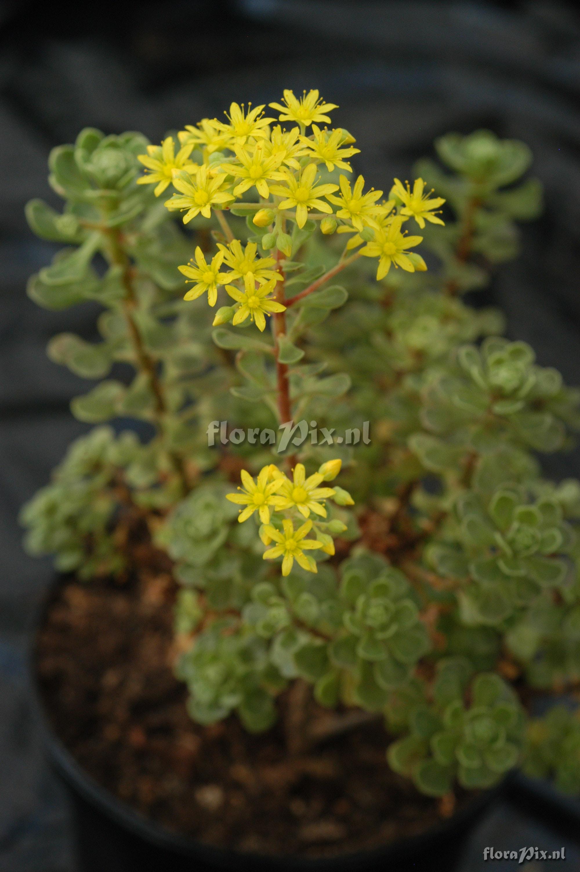 Aeonium canariense var.  palmense 1992HR32424