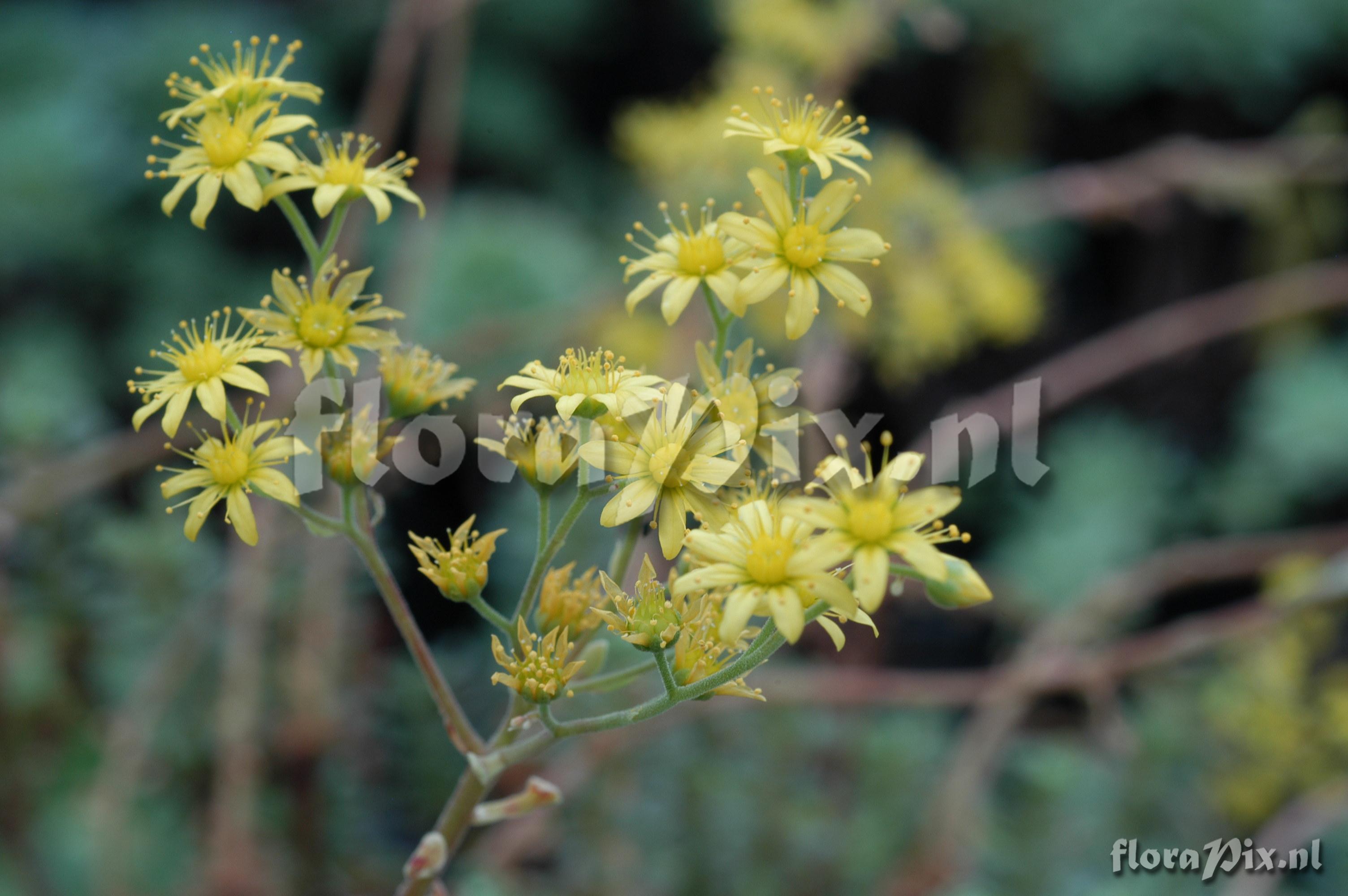 Aeonium spathulatum