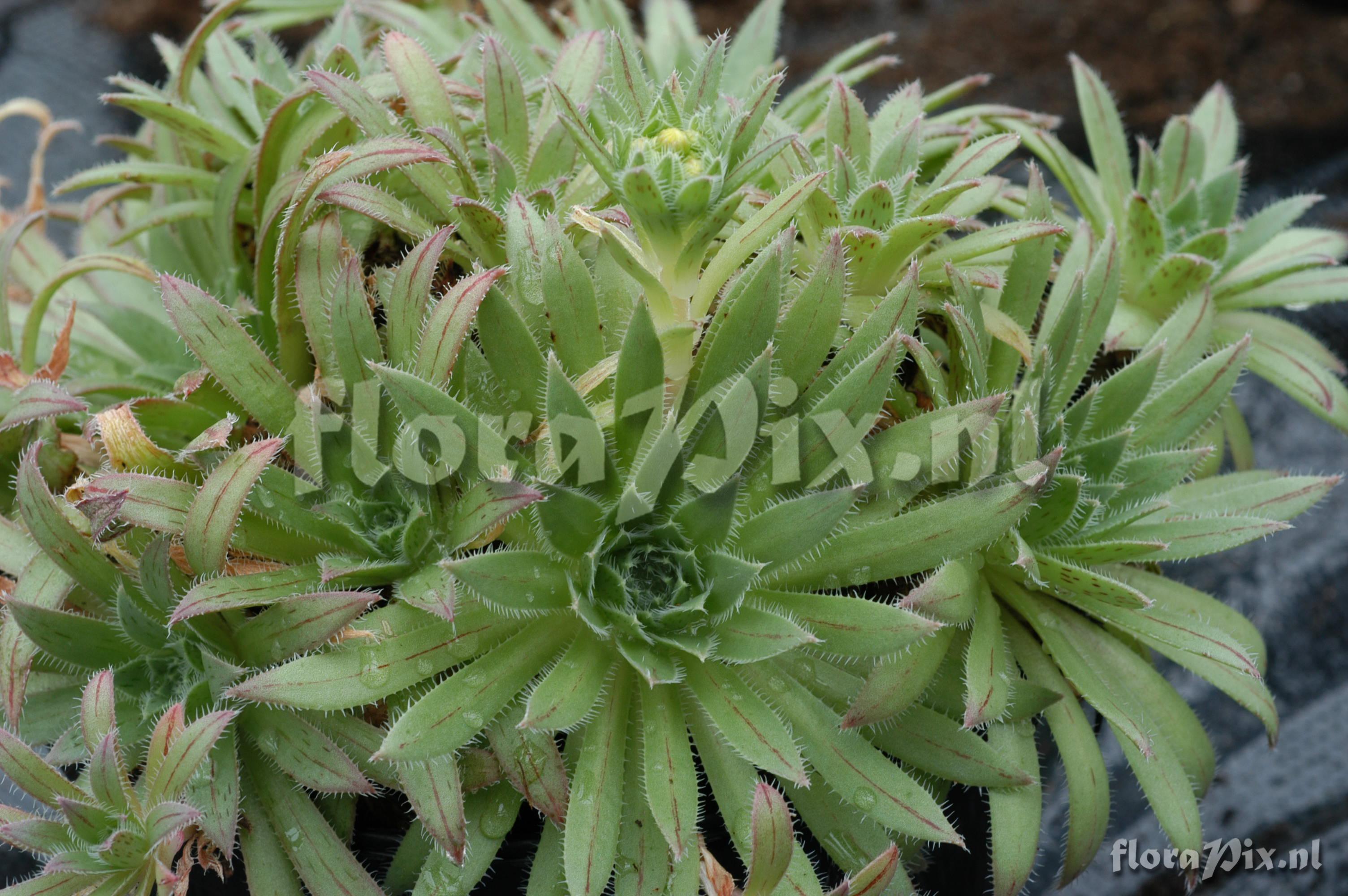 Aeonium spec