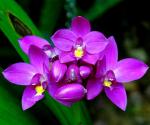 Dendrobium sp. Orchidaceae